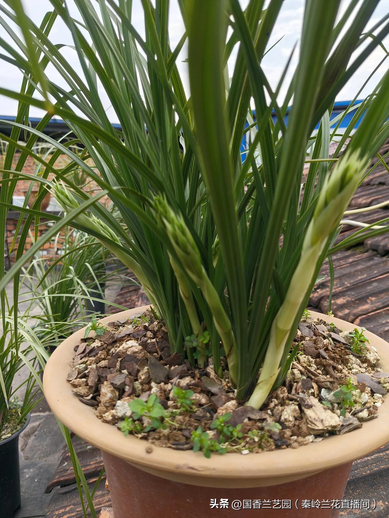 楼顶自然养兰，掌握了兰花生长习性非常好养，年年开花，秦岭蕙兰稀缺品种，养兰16年