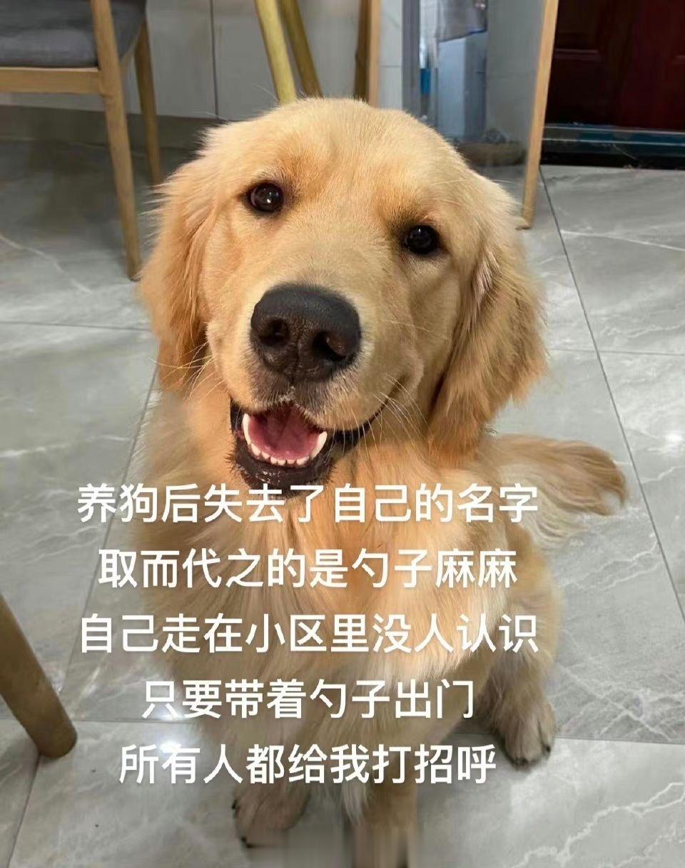 养狗后失去了自己的名字#v笑年度大赏# ​​​
