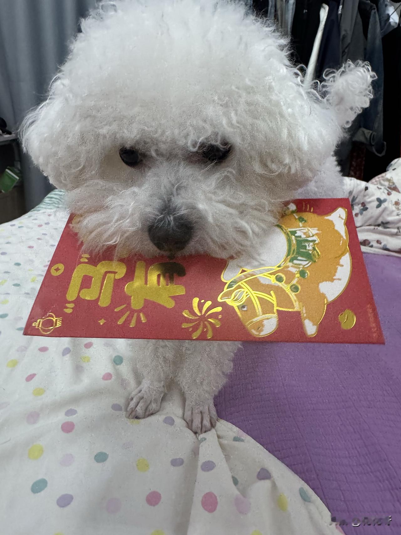 2026年2月17日大年初一，这可是丙午马年的开端，满街红灯笼，处处喜洋洋。在这