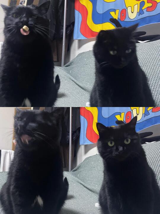 有的猫面相一看就不怎么聪明