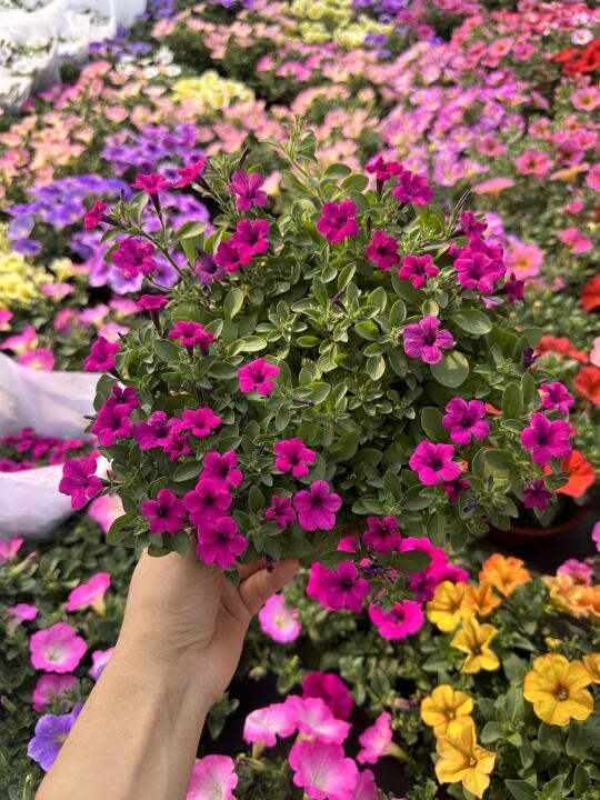拇指牵牛