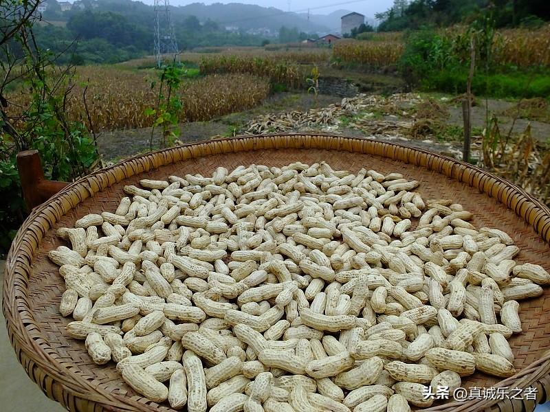 本来盼着能遇上几个好晴天，可这几日雨总时不时落下来，实在叫人没法子。
今早刚把花