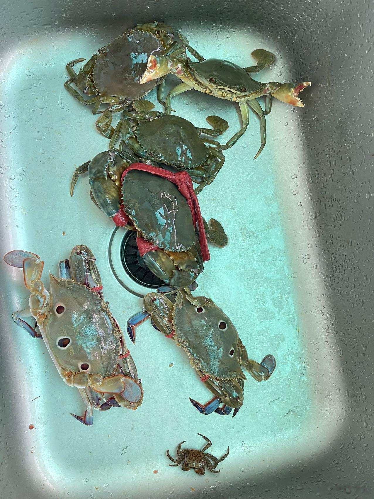 蟹坚强在水槽里活了半个多月了 ​​​