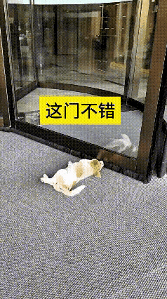笑到停不下来！万万没想到小狗居然解锁懒人专属玩法
 
循环翻看了好几遍视频，全程