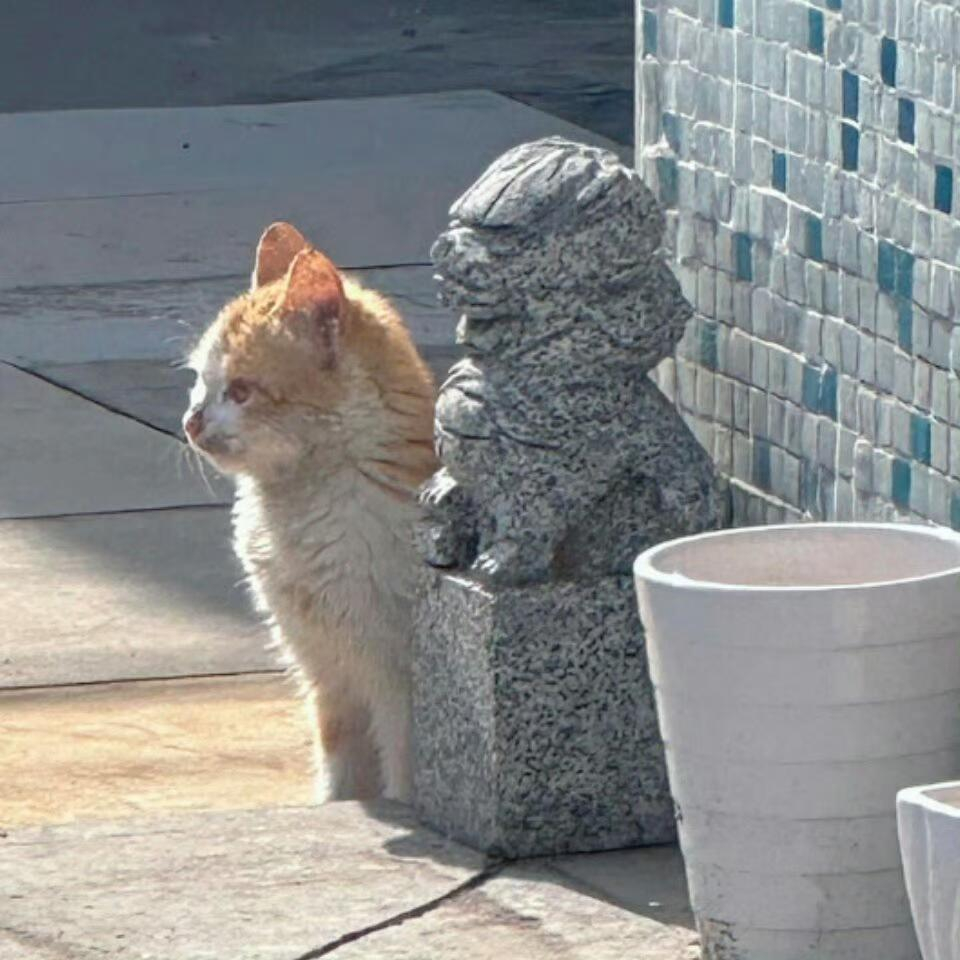 小猫陪石狮子站岗，小猫不理解但尊重 ​​​