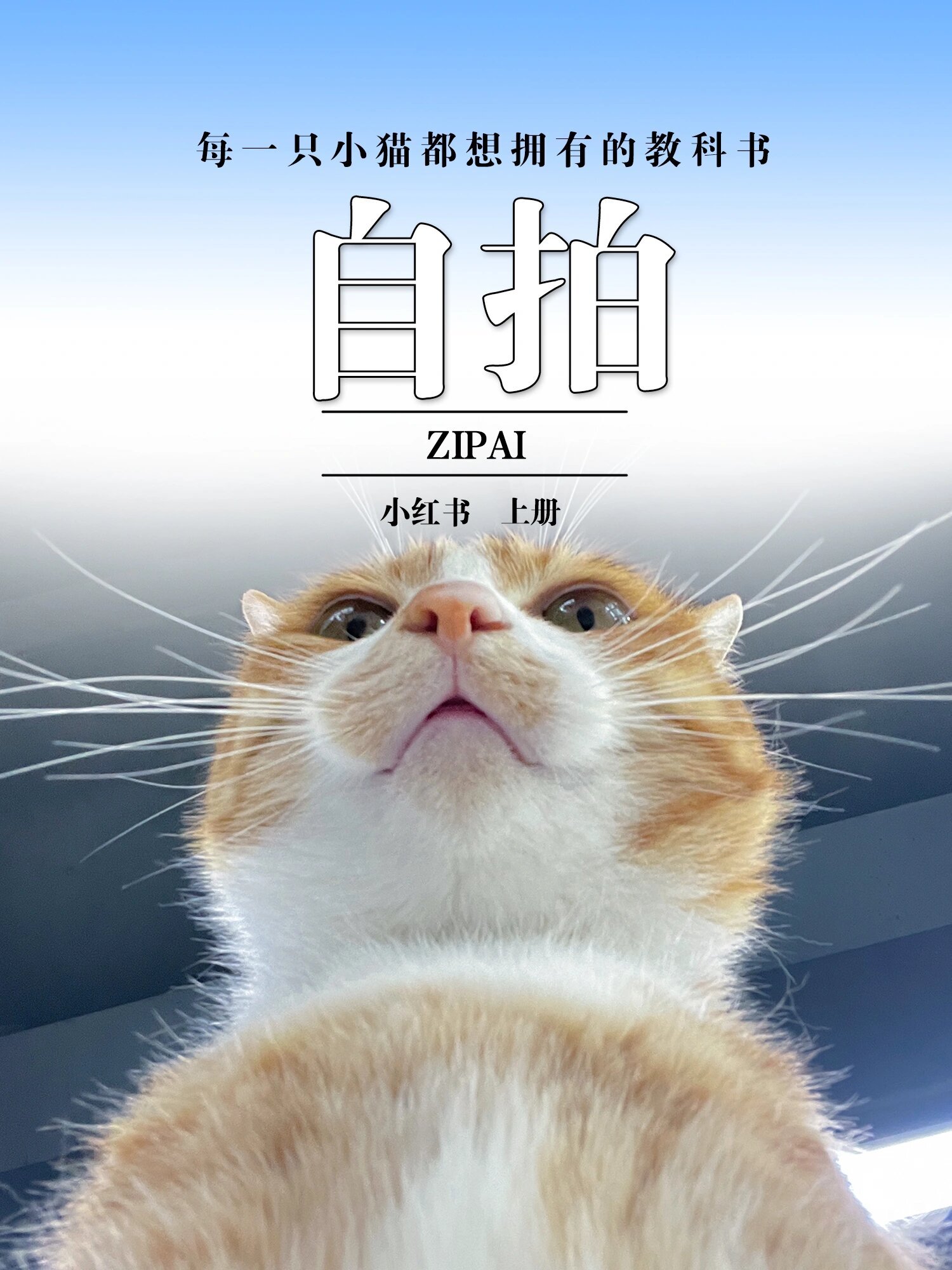 小猫咪学校开课啦📢 ​​​