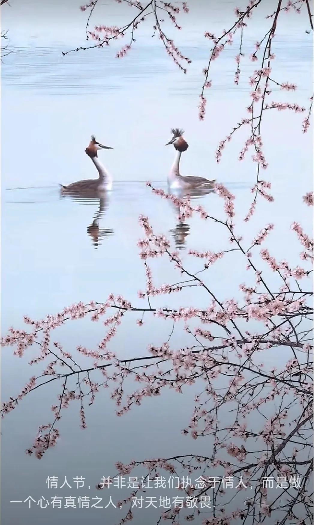 今日是西方的情人节，有些中国人也过起了情人节？“情人节”是什么？……