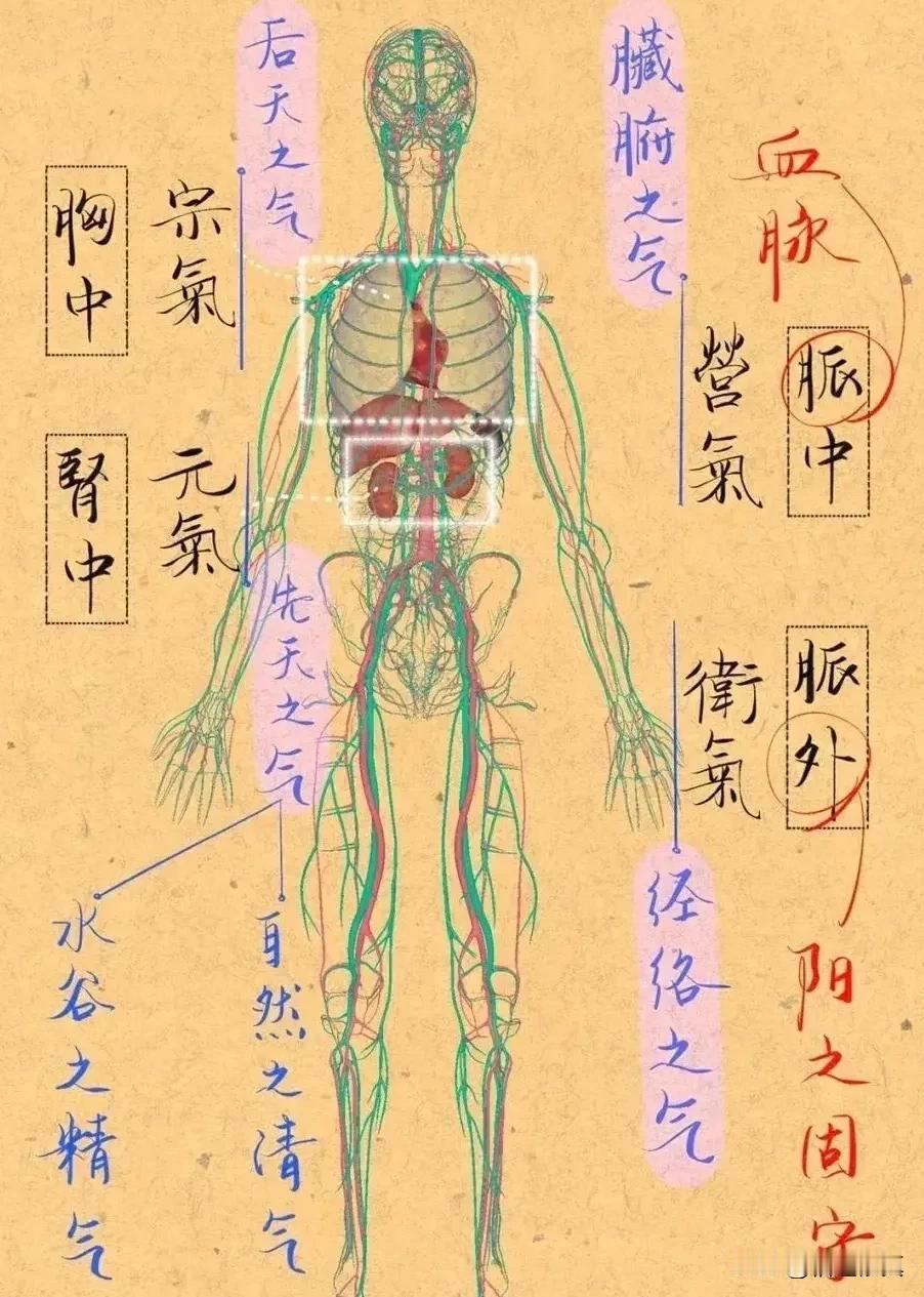 精气和合孕育万物

天地之间，精气和合，孕育万物。精乃生命之本源，气为活力之象征