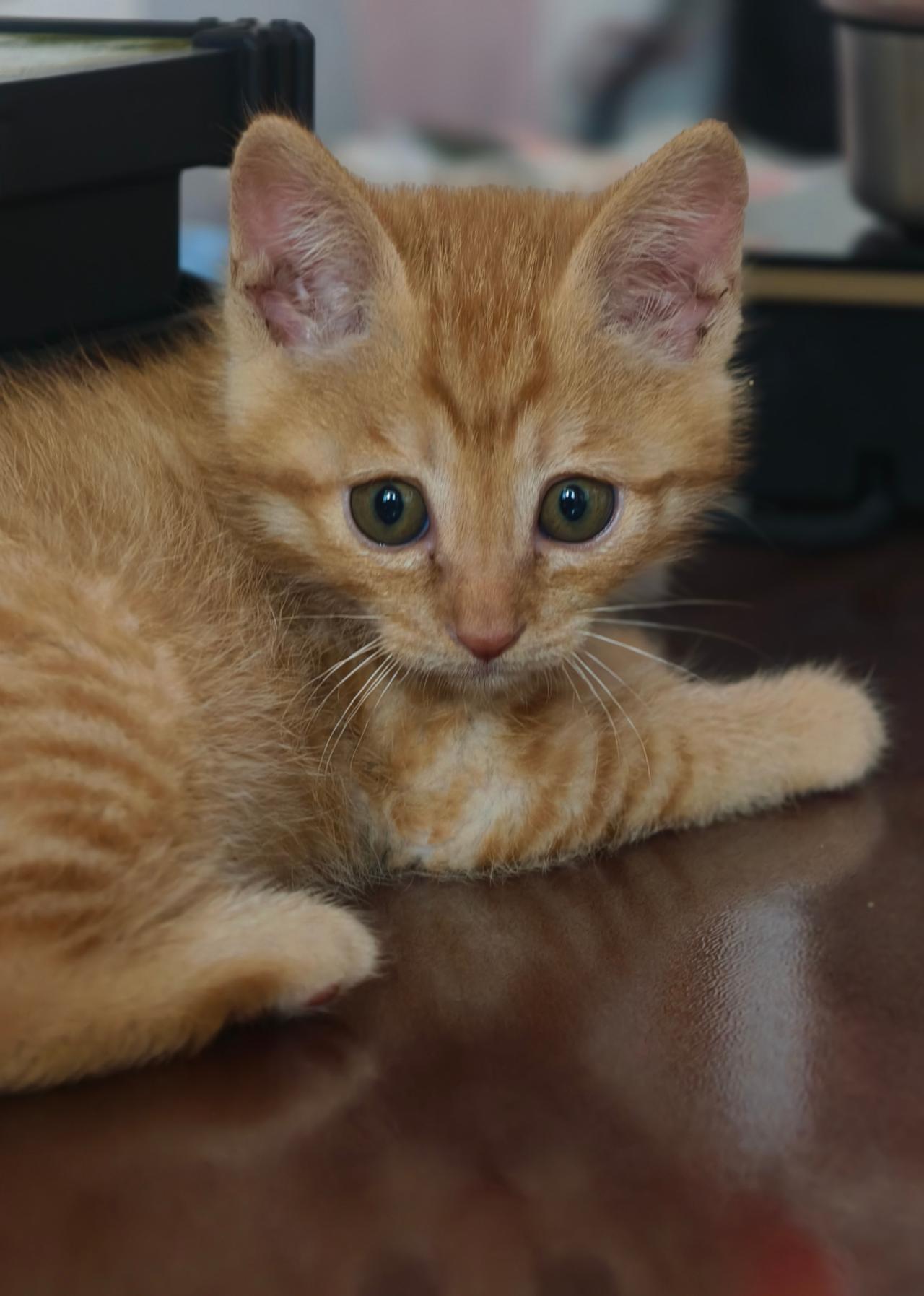 本土橘猫大多亲人、粘人，也有一点小倔强，适应力极强，不挑食、体质皮实，很少有玻璃