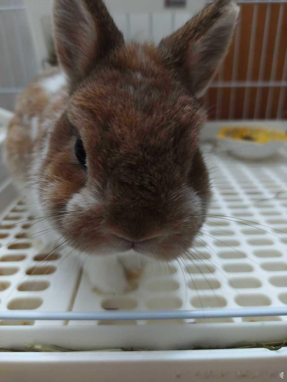 13756🐇【】猪系小兔喜欢吗🎶🎶🎶长得胖就长得胖还猪系🎶🎶你多胖了