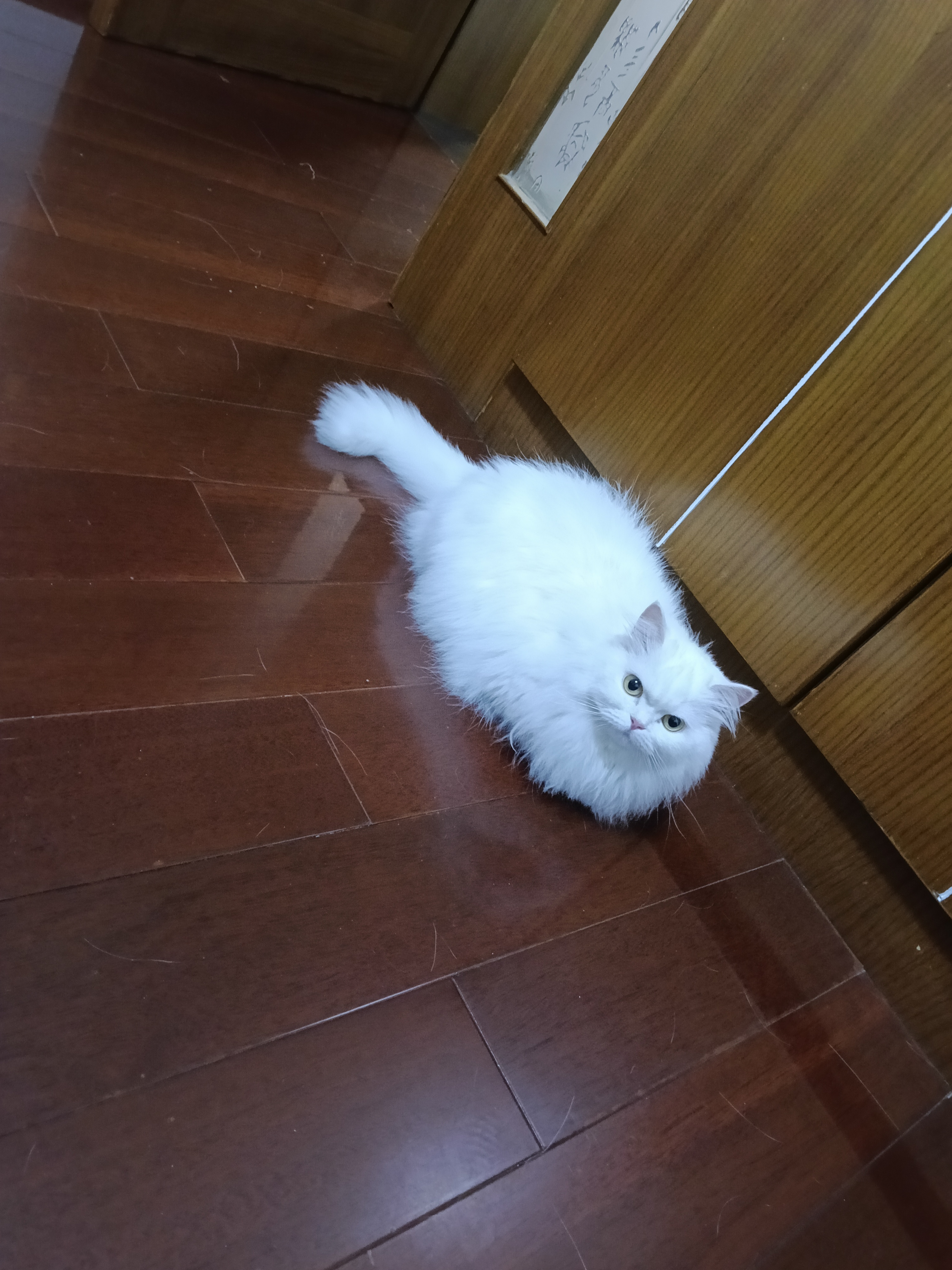 rs如果你再这样对我，我就用小猫抓死你 