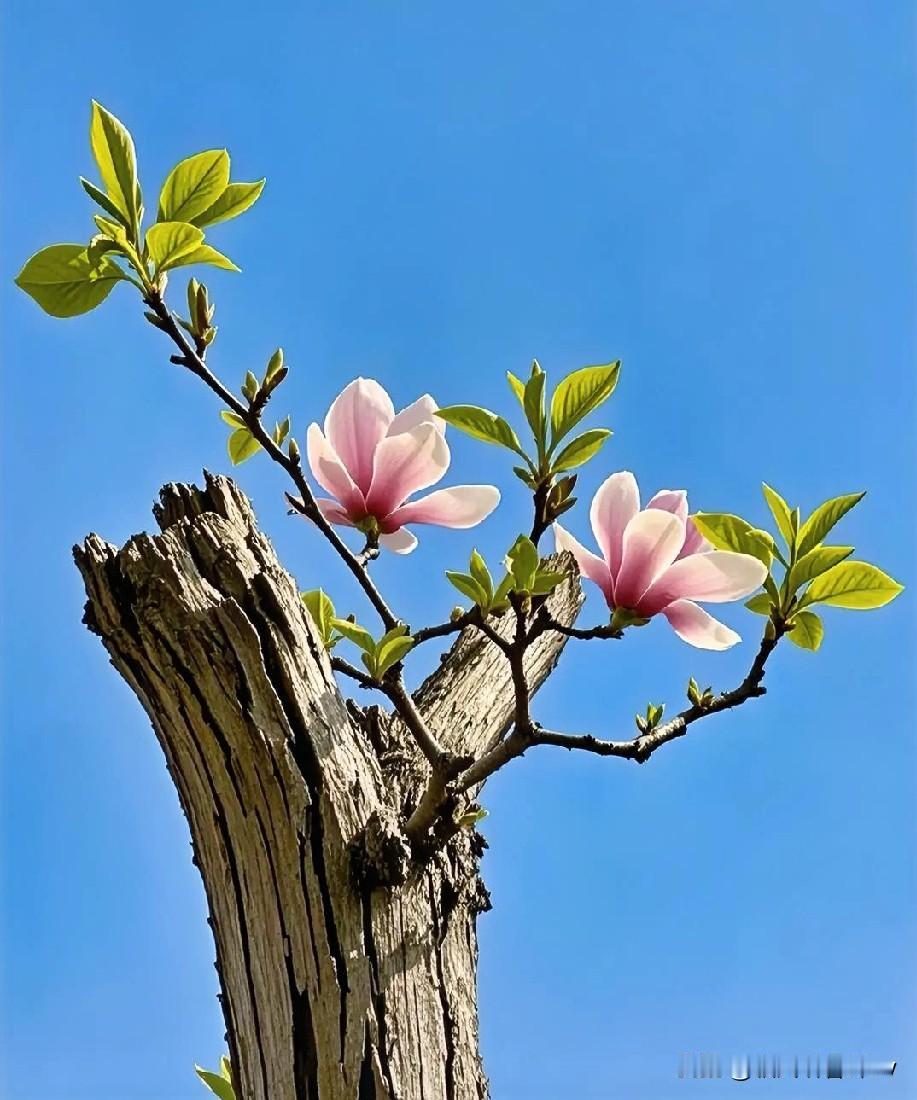 人这一辈子，无非就是个过程。
酸甜苦辣会尝遍，悲欢离合会经历，
不必纠结当下，也