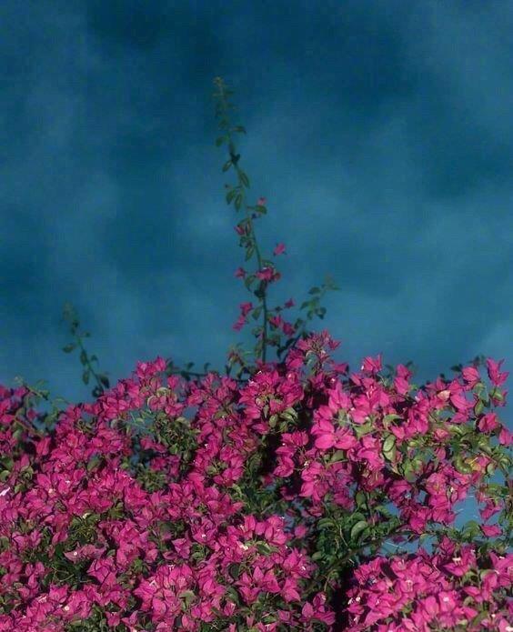 凡觉得辛苦，都是强求。——亦舒 