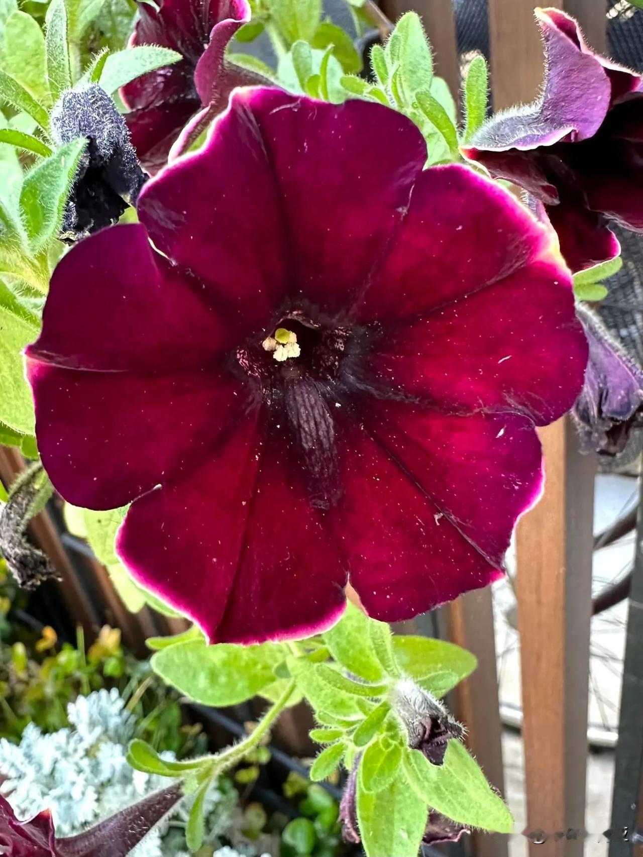 Petunia × atkinsiana 又称·矮牵牛
老師我想說憋在我心裡很久