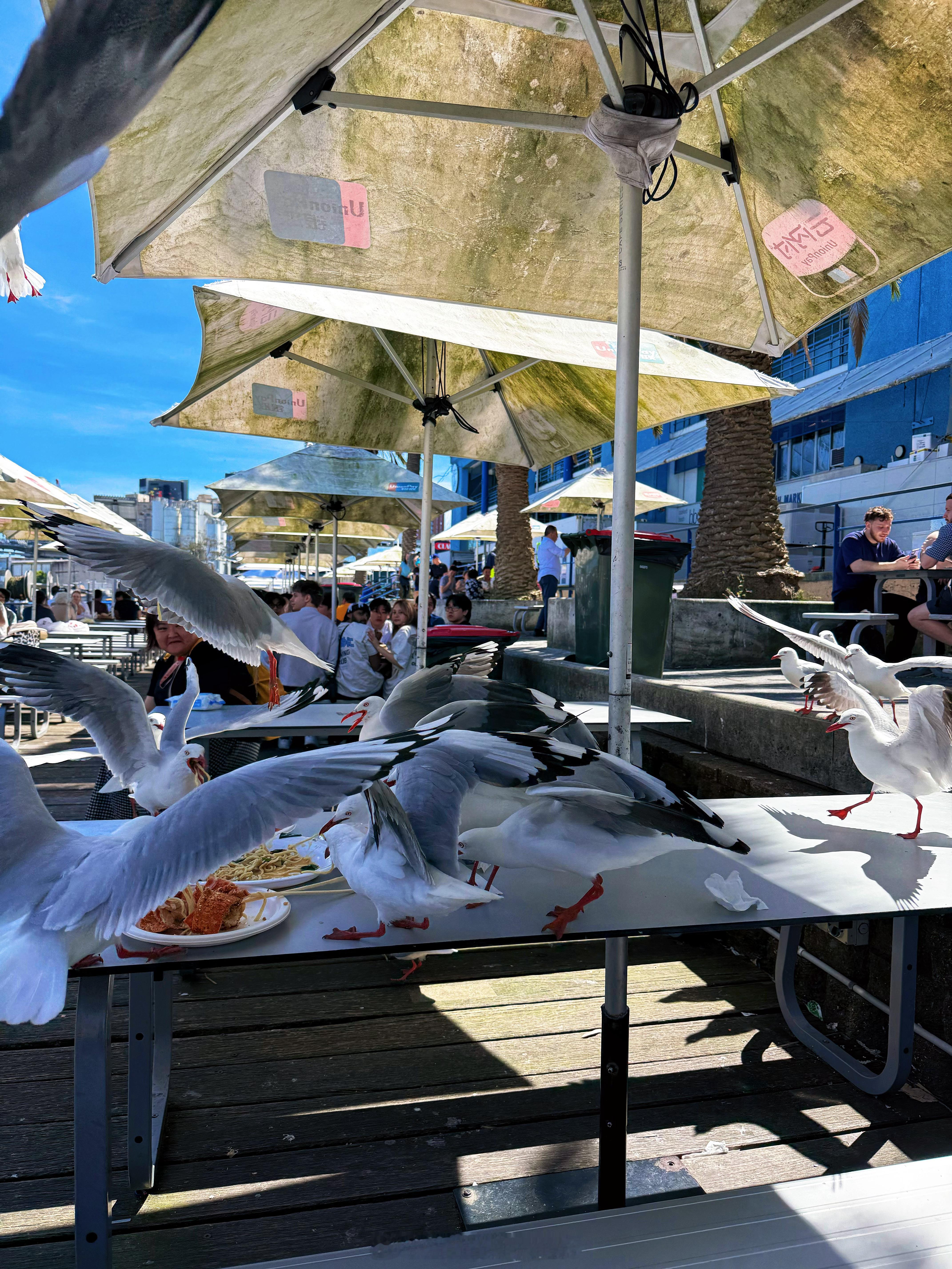 南半球最美动物园Taronga☀️🦒🐨🦘  ​​​