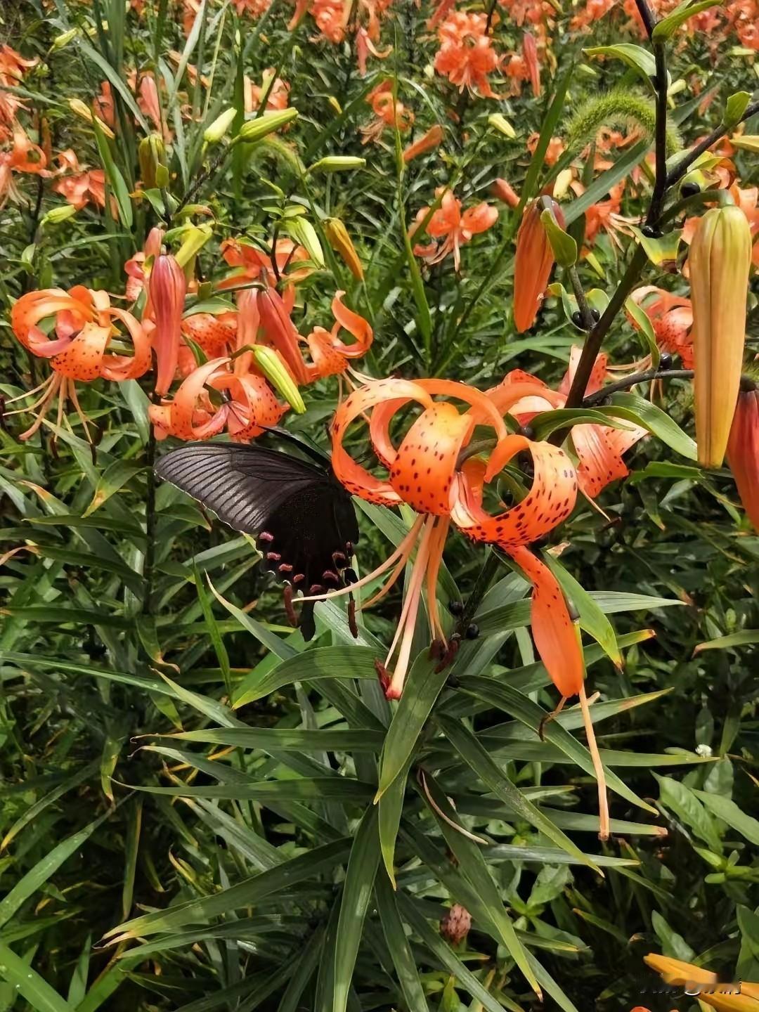 📍资阳
平时我们在花店见到的百合大多洁白素雅，我一直以为百合都是白白的。直到亲