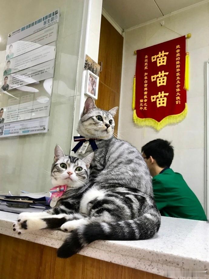 网友带猫做绝育，被医生办公室的锦旗笑到猪叫 ​​​