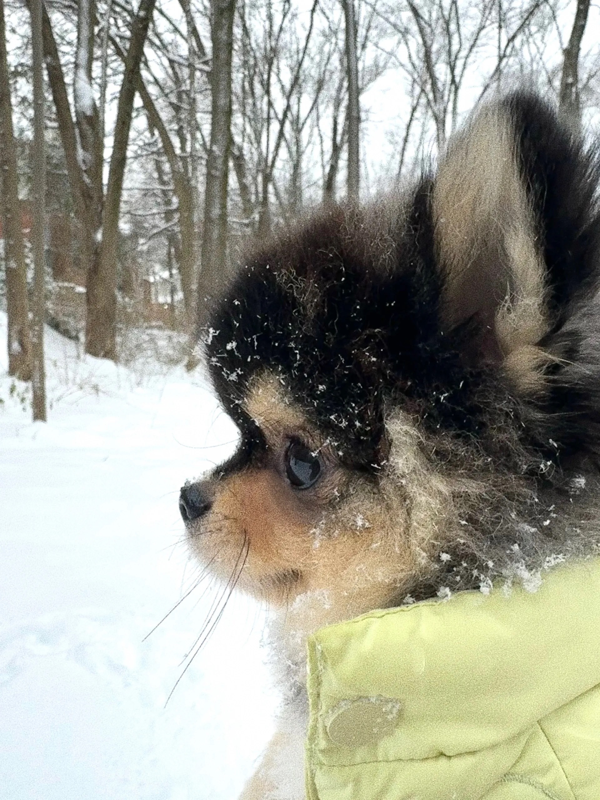 第一次看见雪的小狗 