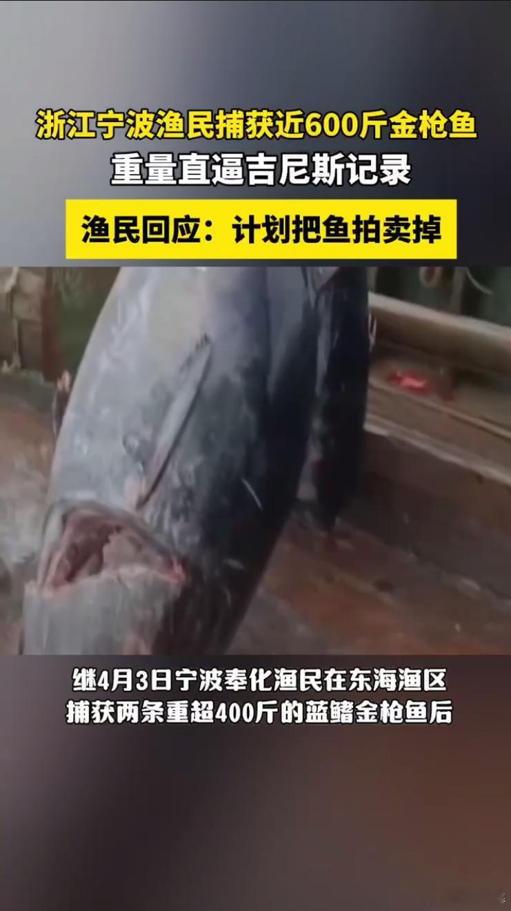 渔民回应又捕获近600斤重金枪鱼渔民捕获近600斤金枪鱼上架拍卖 从罕见频现到近