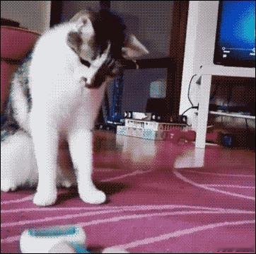 有点尴尬……
换个倒立走表演给你看吧