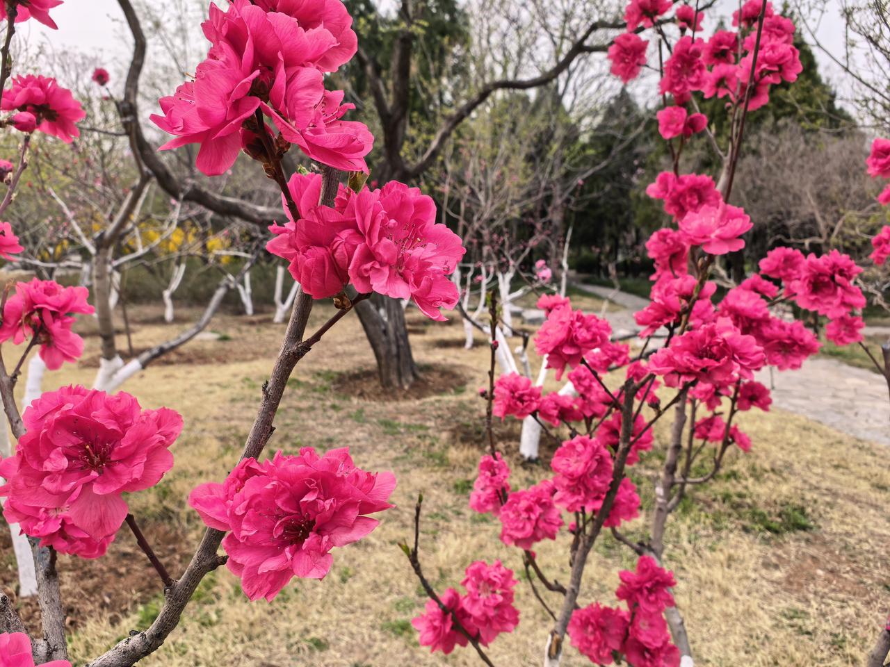 晒出你的本地生活山上走走。花红柳绿，春意盎然，风景喜人。