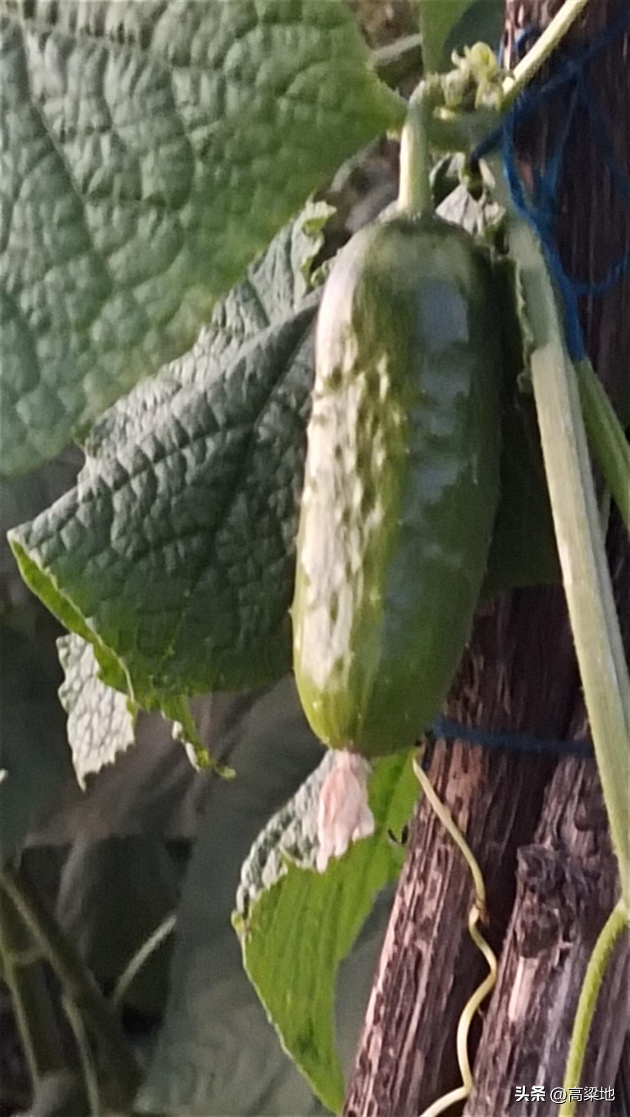 生活瞬间随手记这只黄瓜已经老了，但是她依然泛着嫩绿色的光。