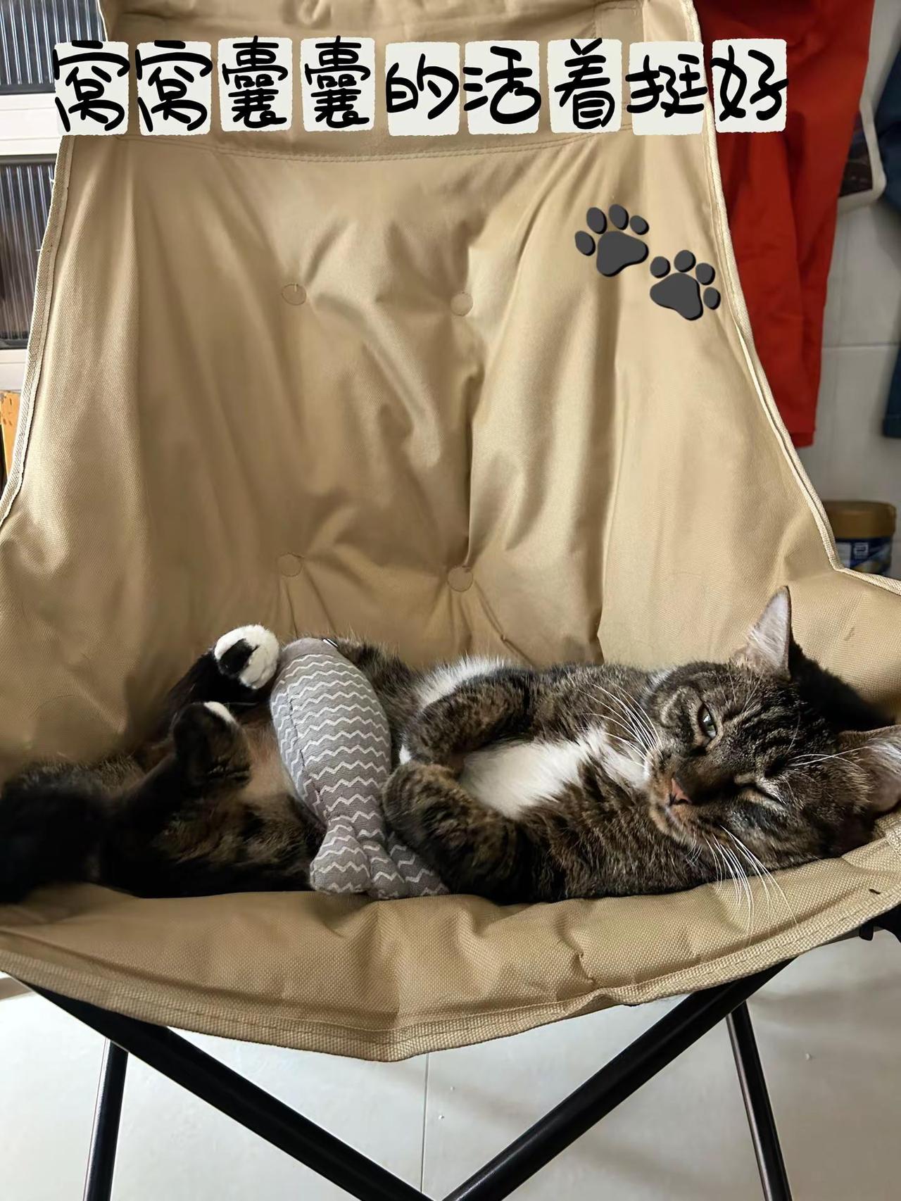 自己老老实实也就算了，养只猫，居然也窝窝囊囊的😂日常生活分享计划 猫咪的摆烂日