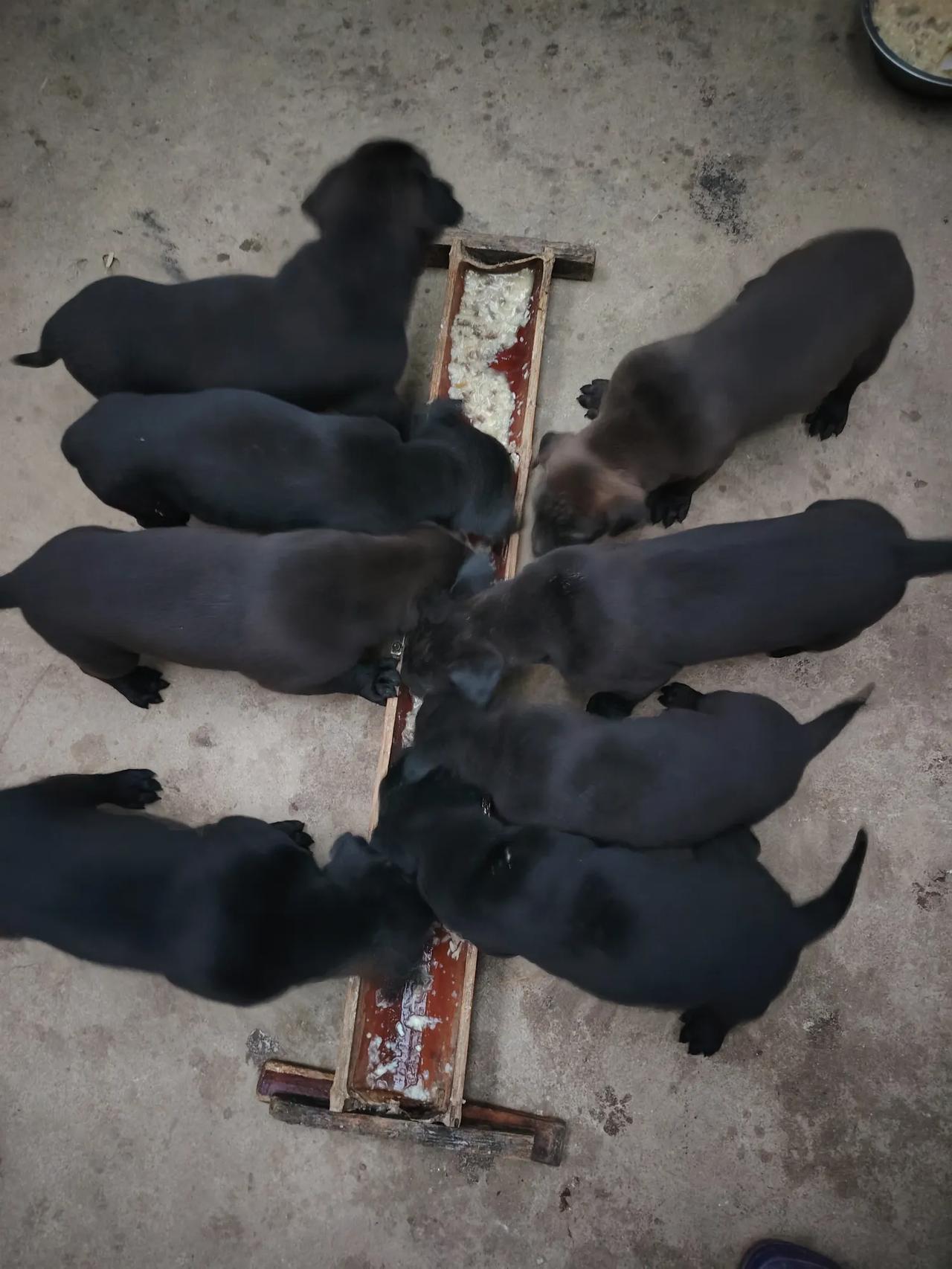 每天早上睁眼就是这些小狗宝宝，虽然闹腾，看着它们进食，我就特别开心，满月的八只小