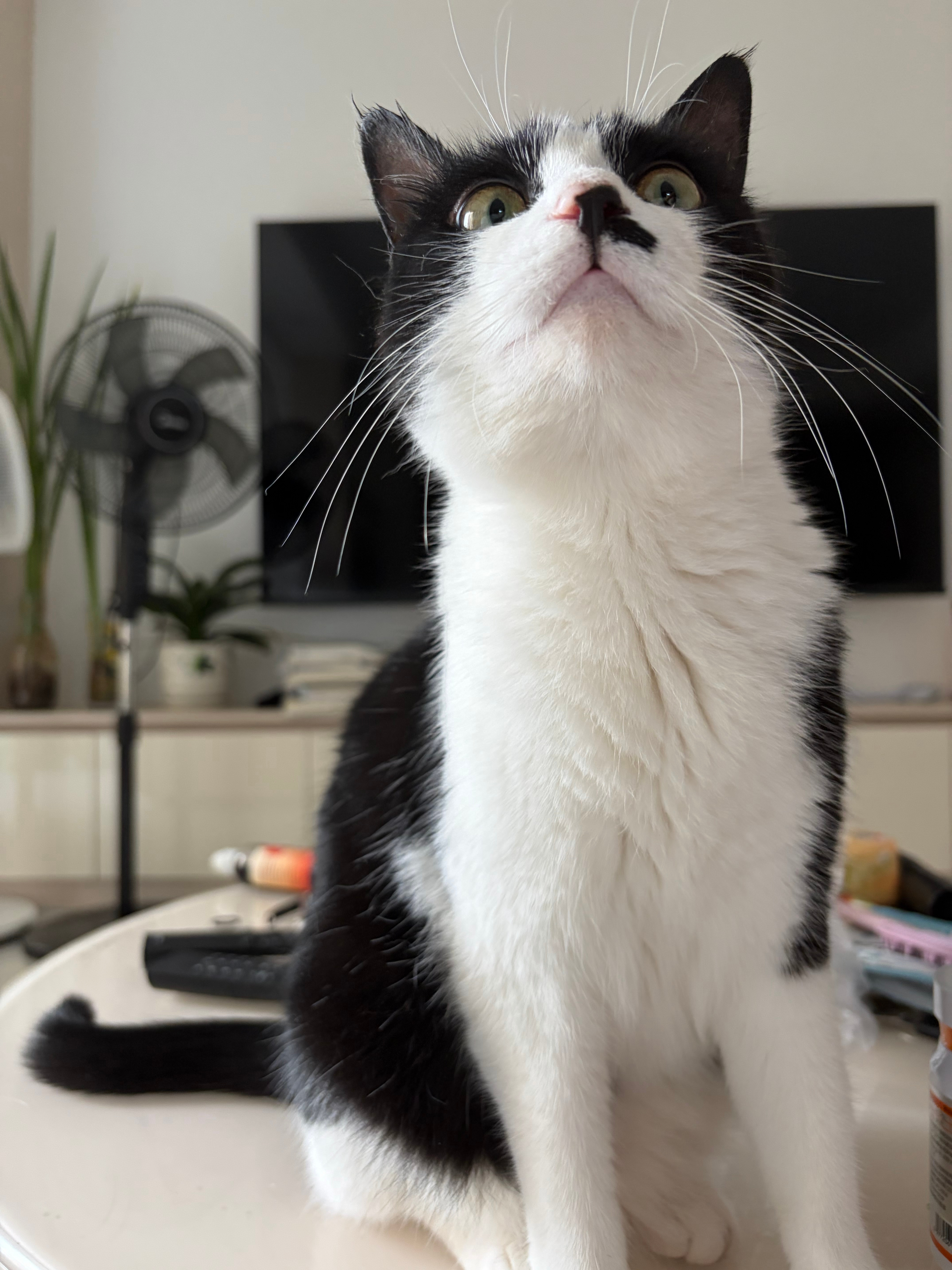我总是对您正感兴趣的物品非常感兴趣daily奶牛猫 （投稿：）