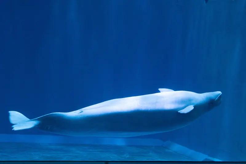 加拿大以“可能遭到更多剥削”为由拒绝向中国出售白鲸？外交部回应据相关报道，加拿大