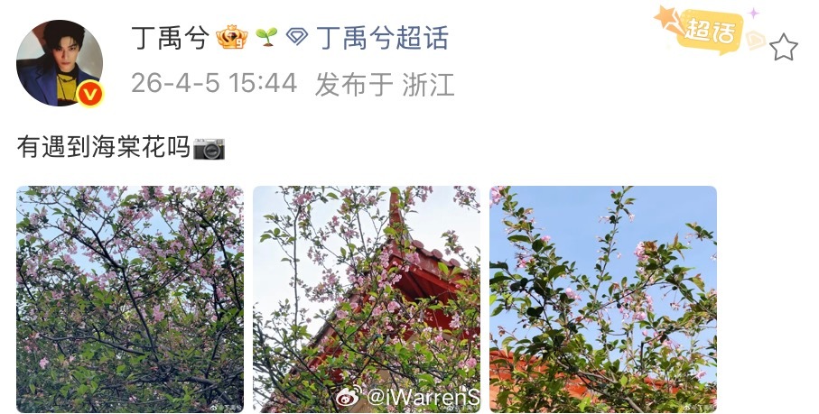 丁禹兮拍海棠花了呀！丁禹兮问有遇到海棠花吗？