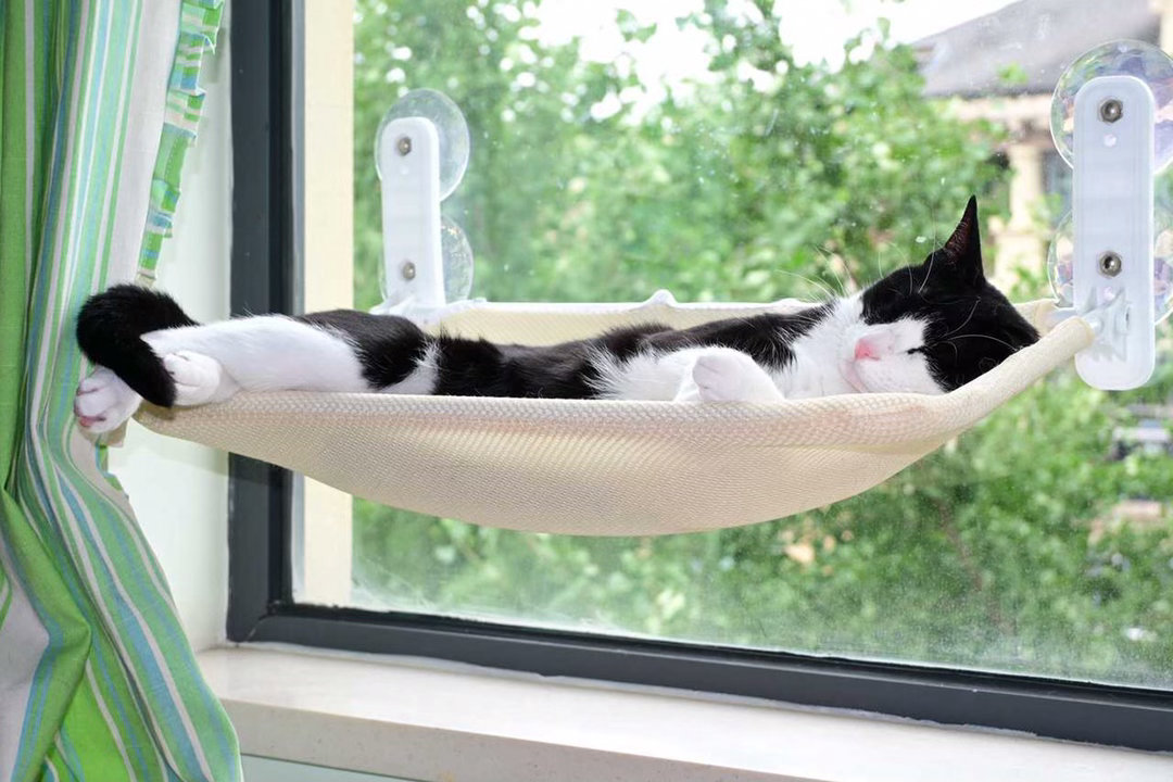 在我心里面，宁静的夏天。daily奶牛猫 （投稿：） 