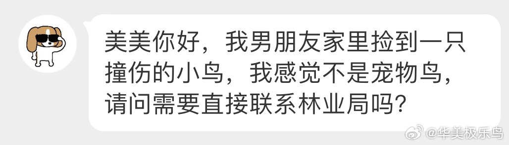 #撞玻璃的鸟# 撞玻璃的【叉尾太阳鸟】遇到这种情况可以给小鸟放在旁边安全的灌木丛