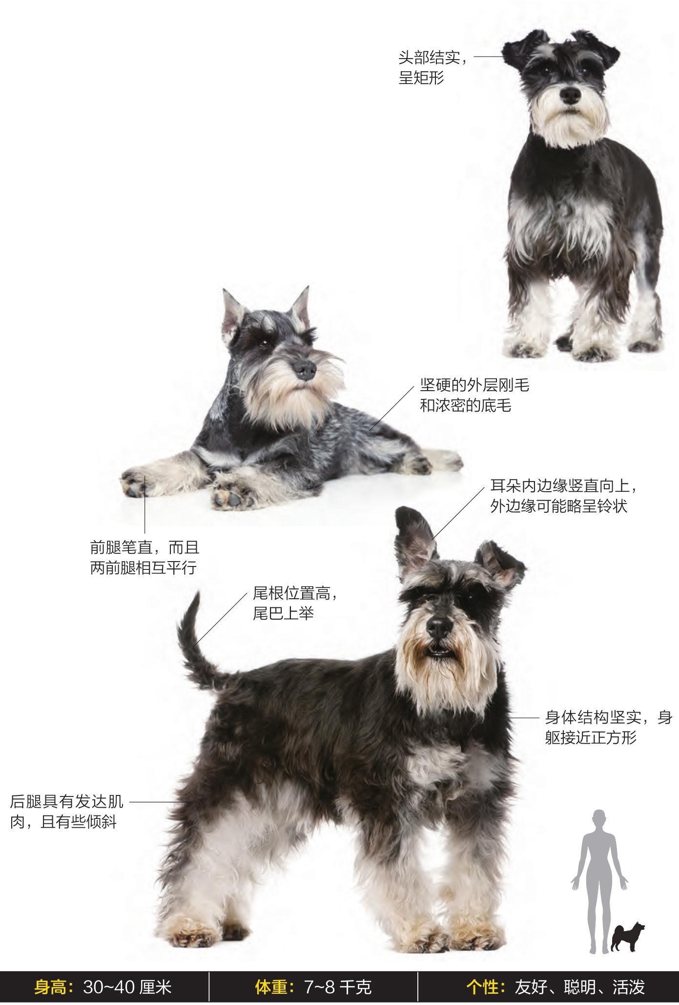2026我的动物朋友 迷你雪纳瑞犬别名：史纳莎、小髯犬寿命：13～16年主要用途