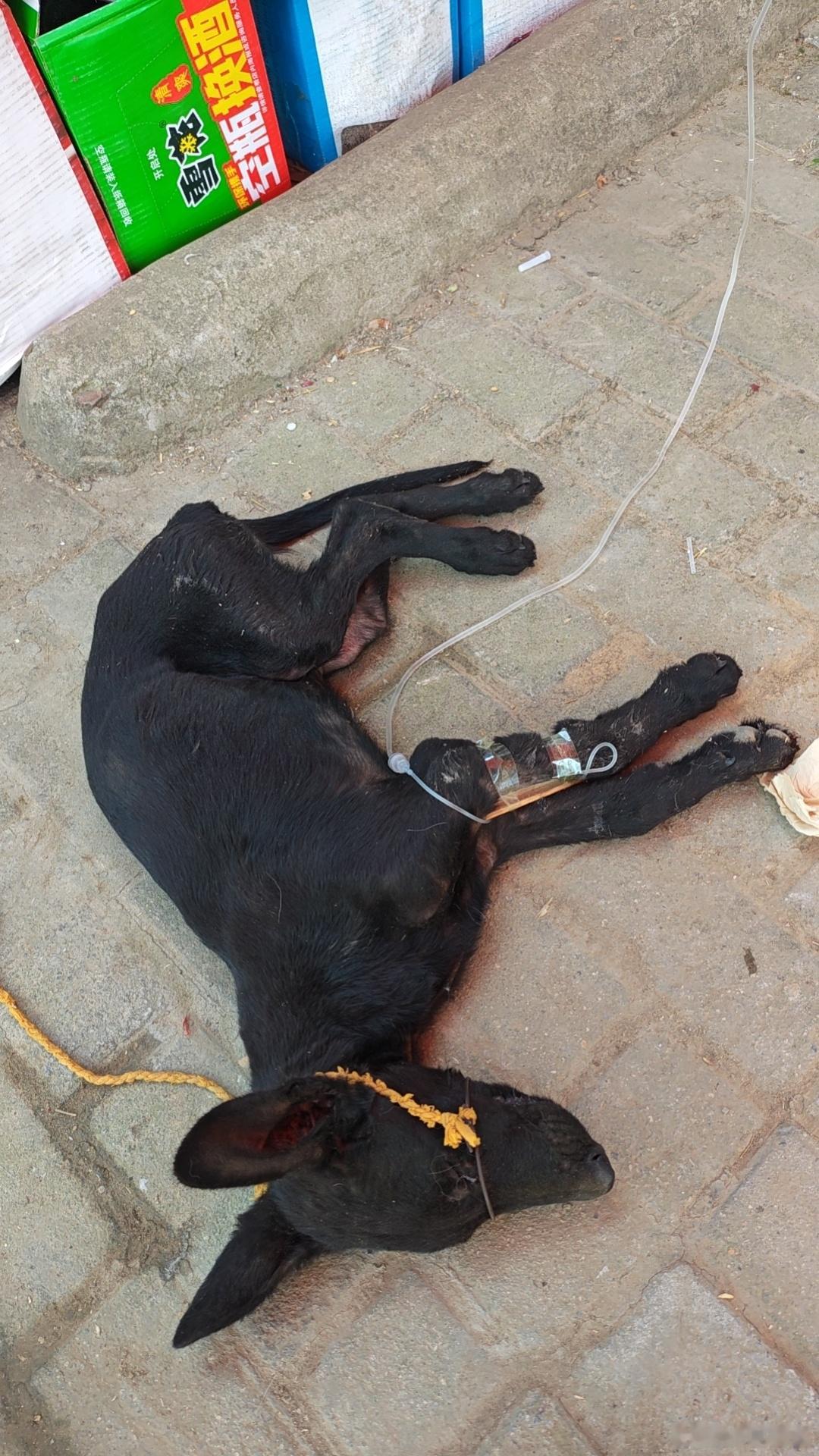 黑狼犬，出血性肠胃炎，已经半个月了，应该是救过来了，但是只吃肉，狗粮都不吃，又不