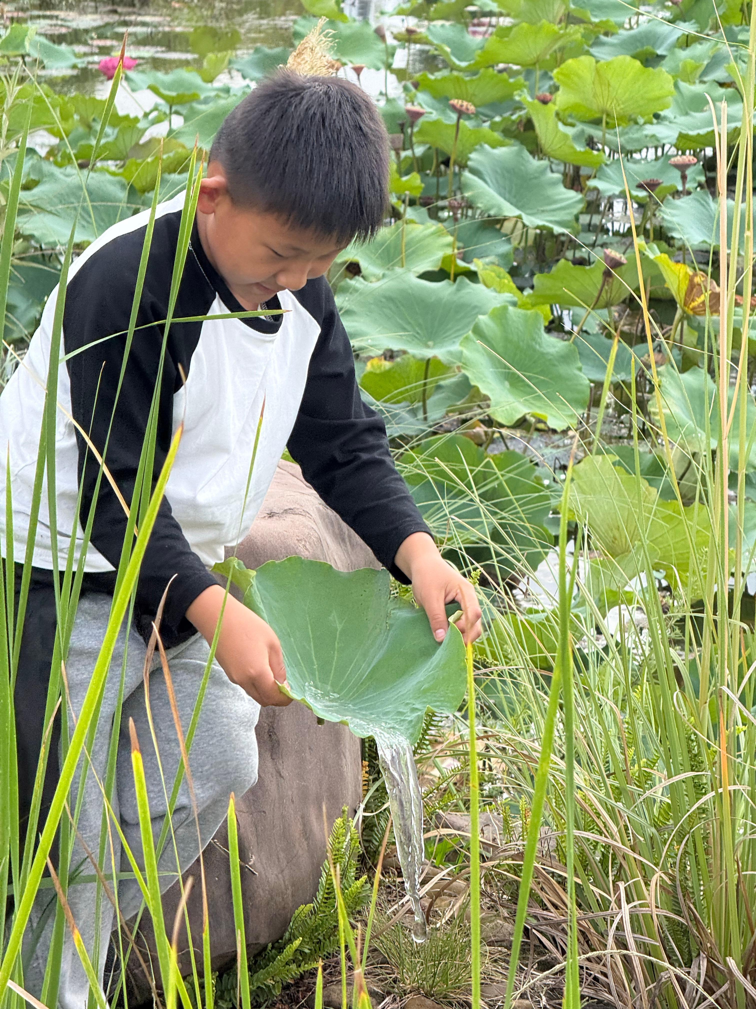 白露凋花花不残，凉风吹叶叶初干。 ​​​