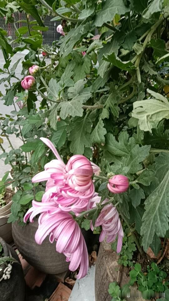 太难了，太难了，在云梦我想请位住家保姆照顾失能男老人。老年保姆 家庭住家保姆 照