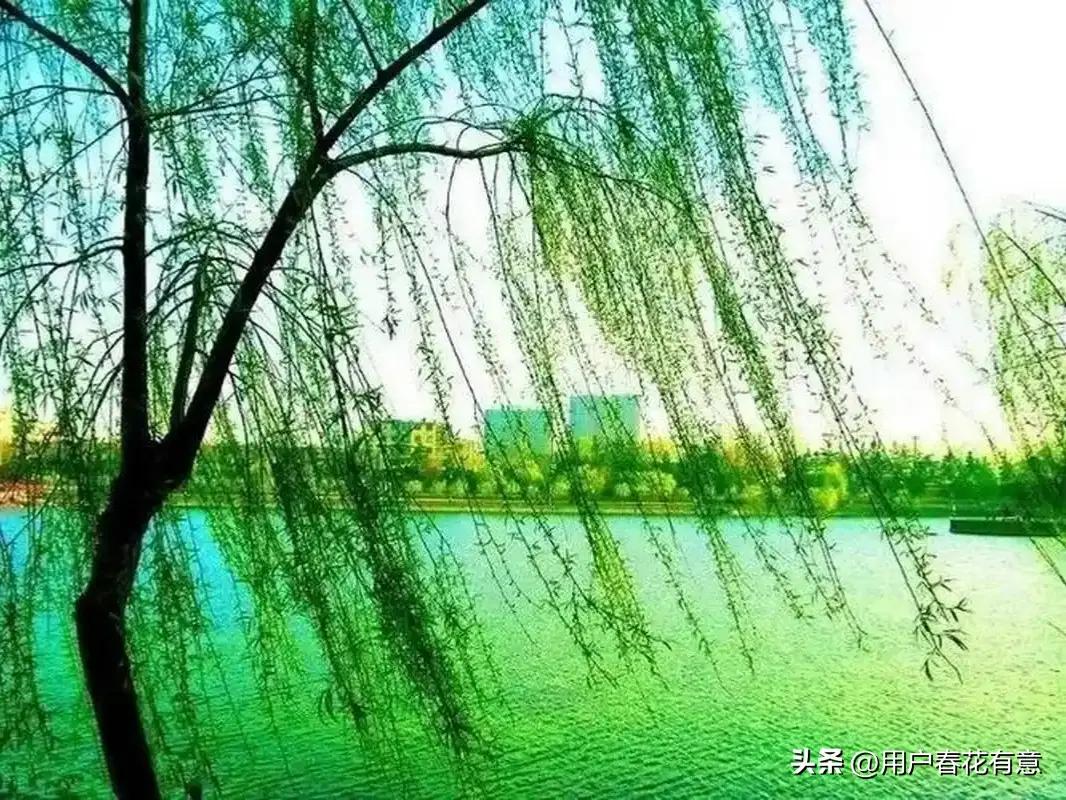 岸柳依依多树高，
湖水静悠舟轻摇！
天下美景共享受，
佳境浩浩多逍遥！
[作揖]