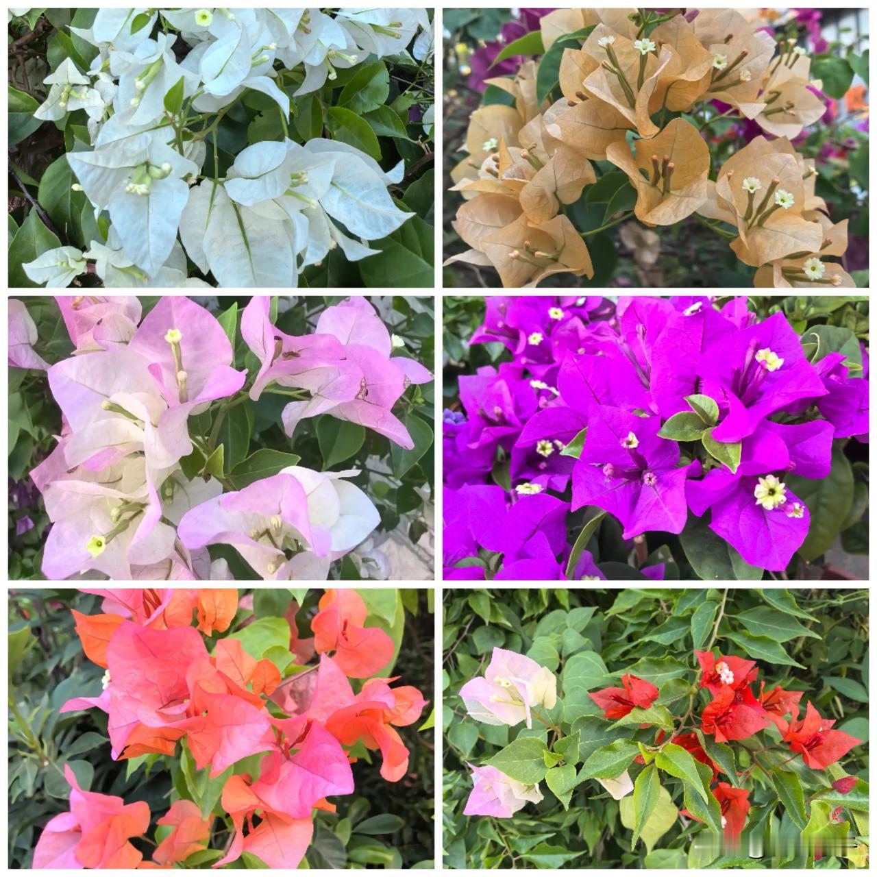 大家来看一下，这种花深圳叫簕杜鹃，是深圳的“市花”。尽管叫“簕杜鹃”，但是和杜鹃