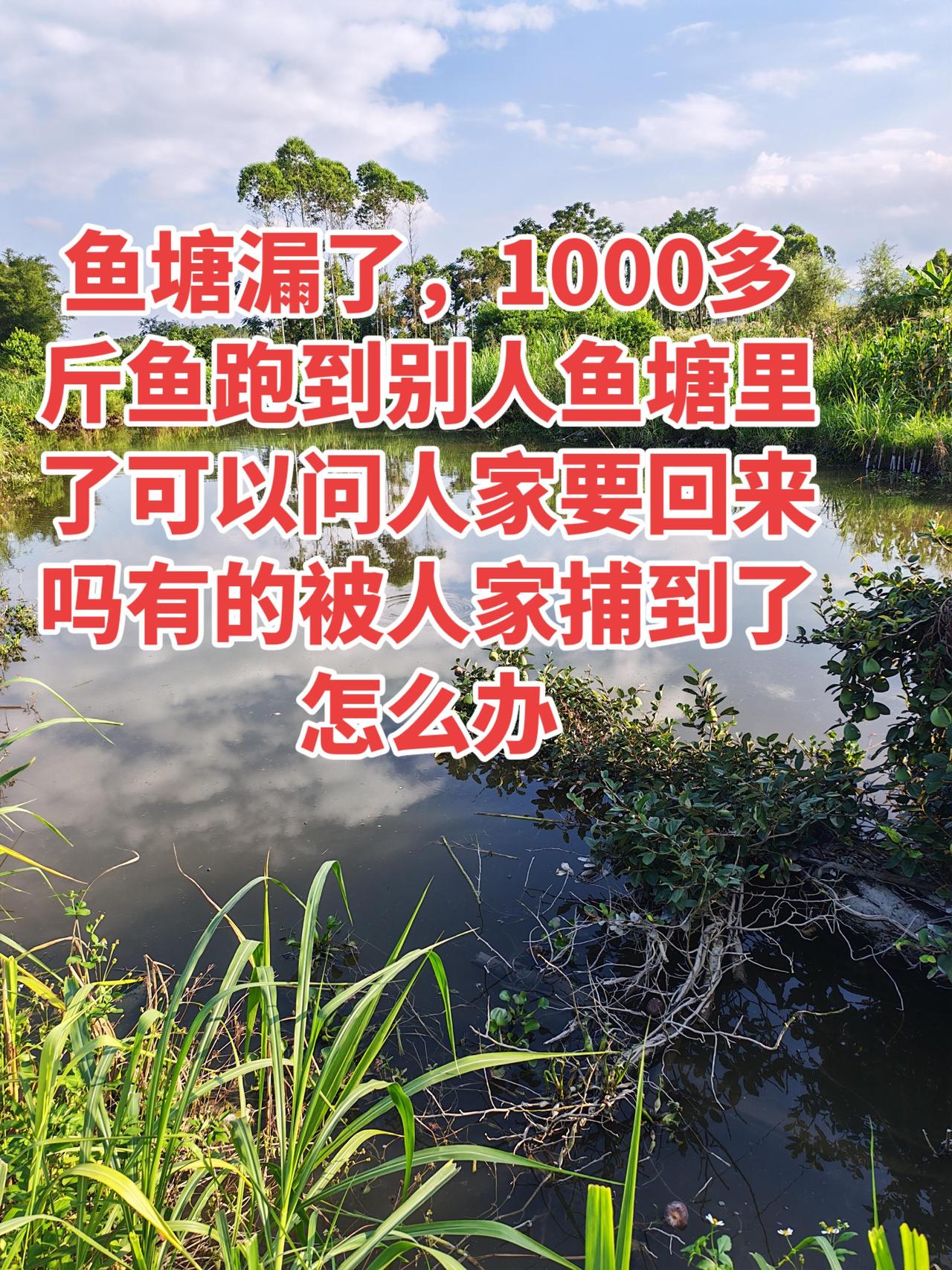 遇到这种情况怎么办？怎么开口。户外钓鱼 养鱼 养鱼日记 农村生活