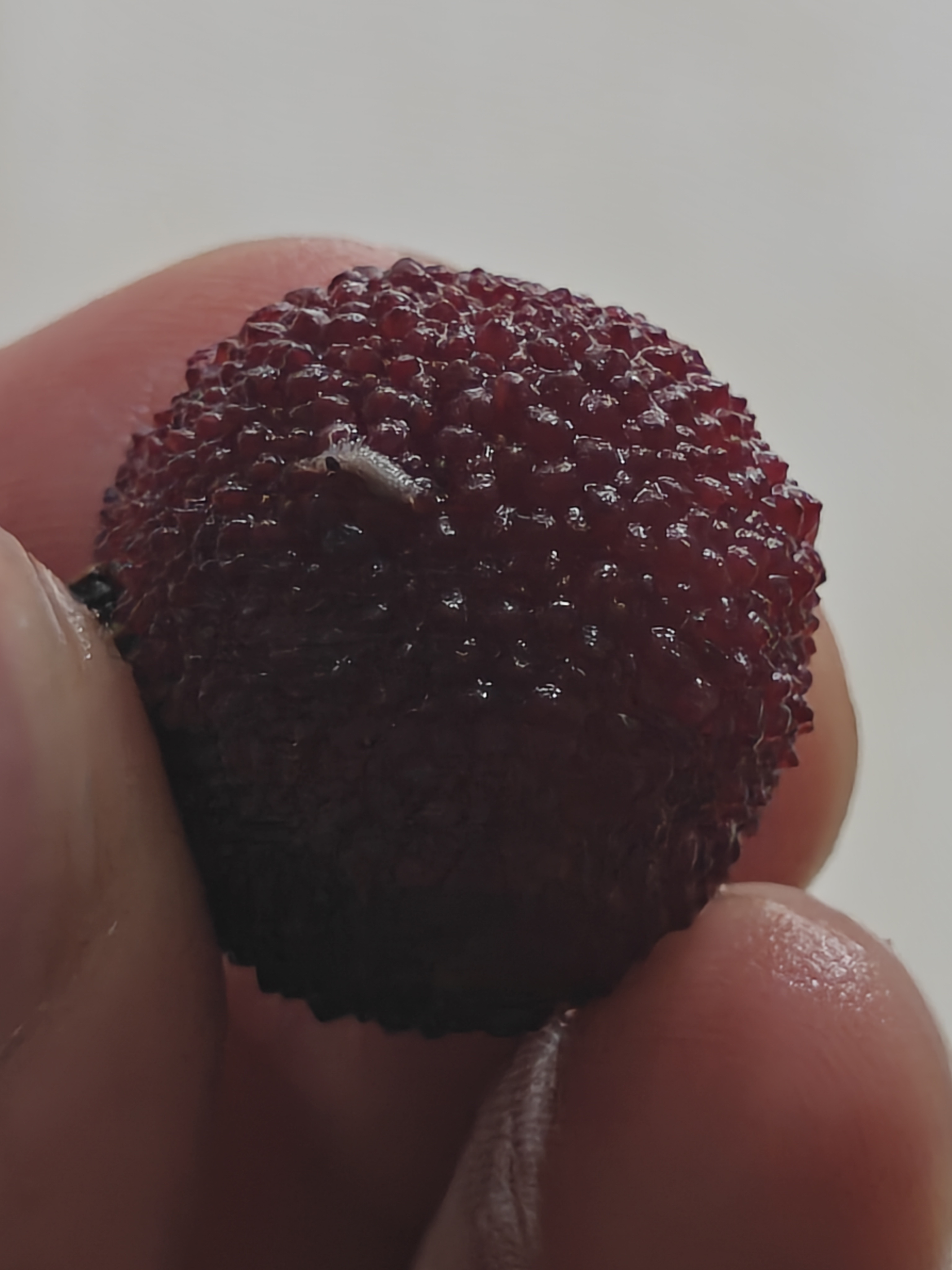 杨梅真的得用盐水泡一泡。能泡出好多这种小虫子
