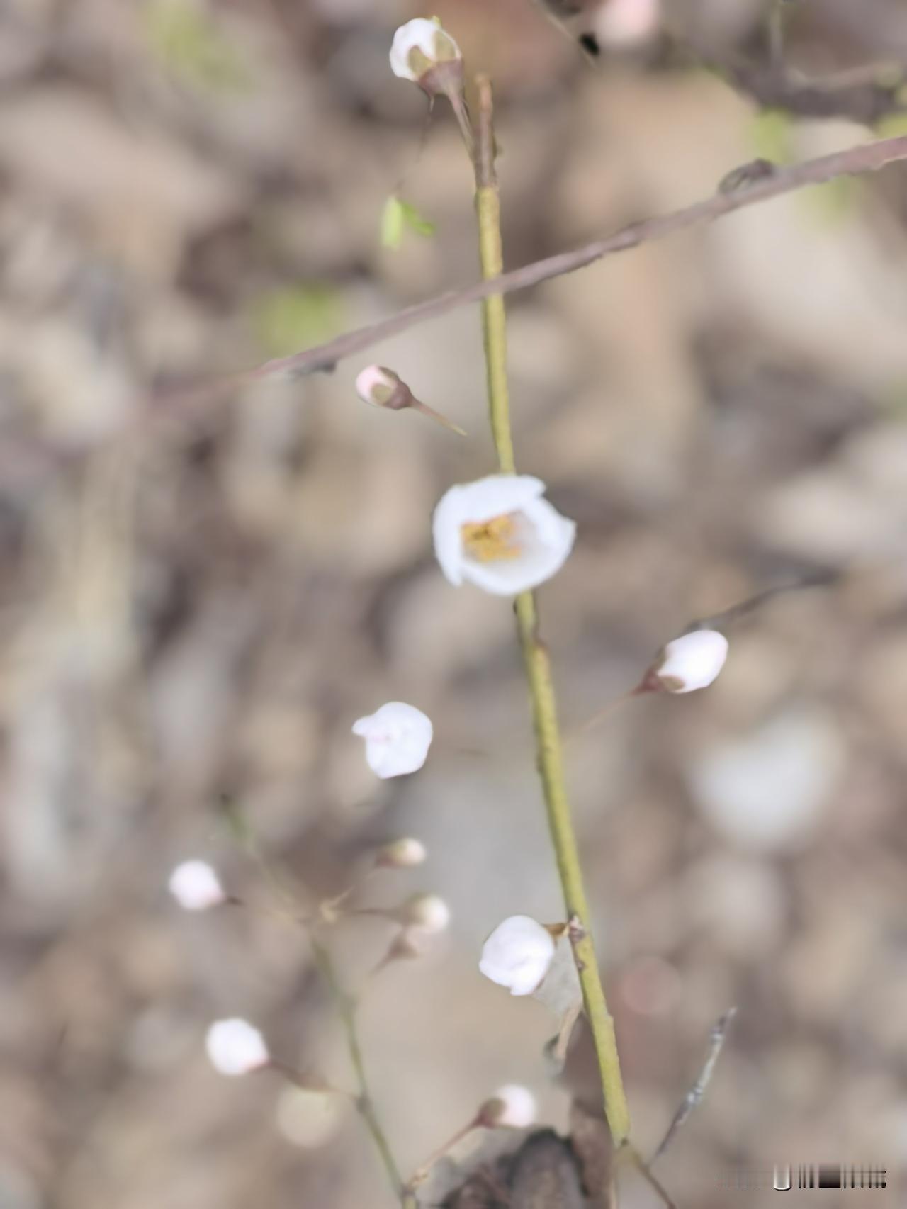 春天没有烦恼
只有花儿快乐的开着
