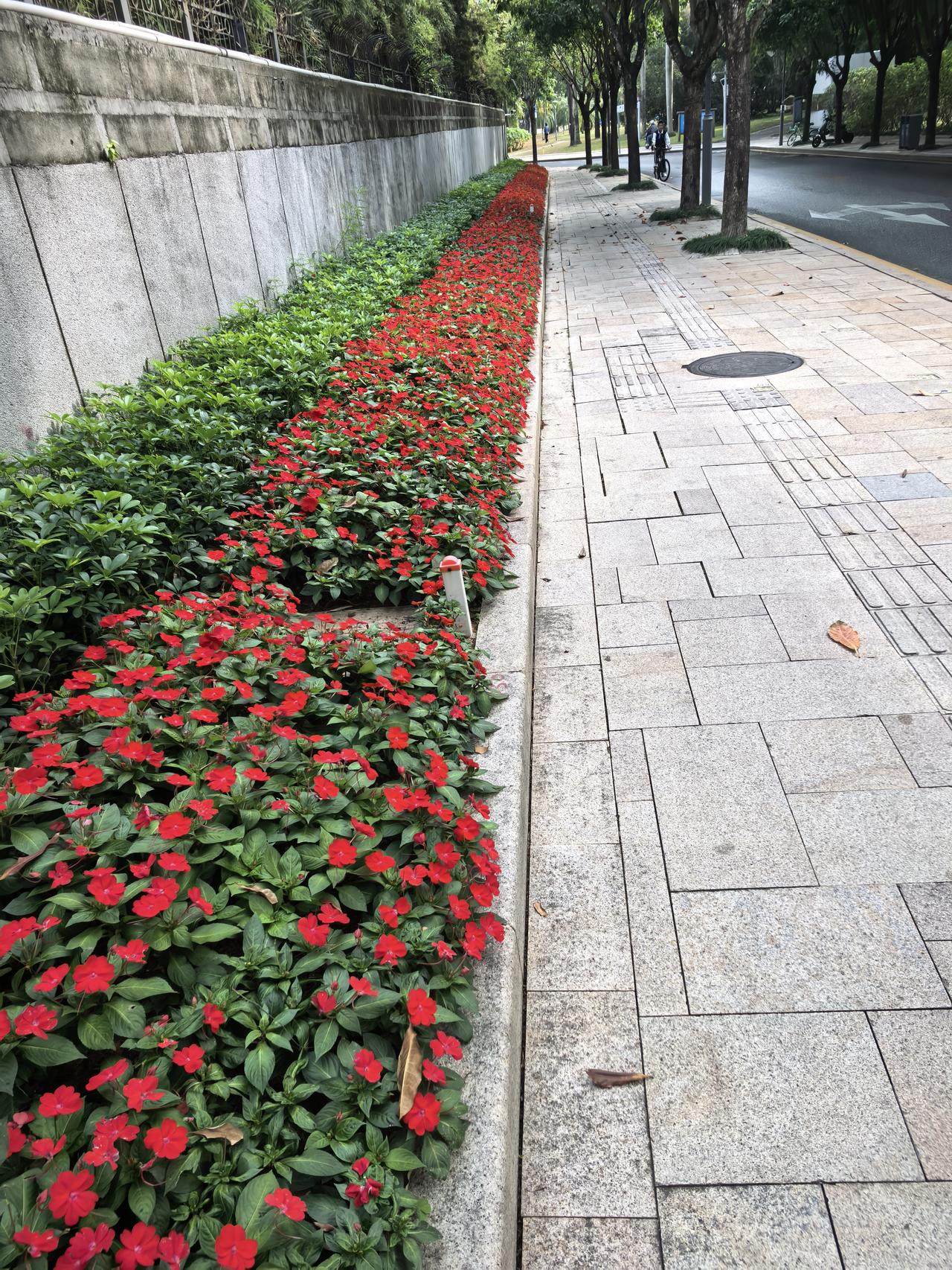 冬日生活打卡季这段人行道太美了，路宽，花开得红红火火，走过路过感觉很舒服。