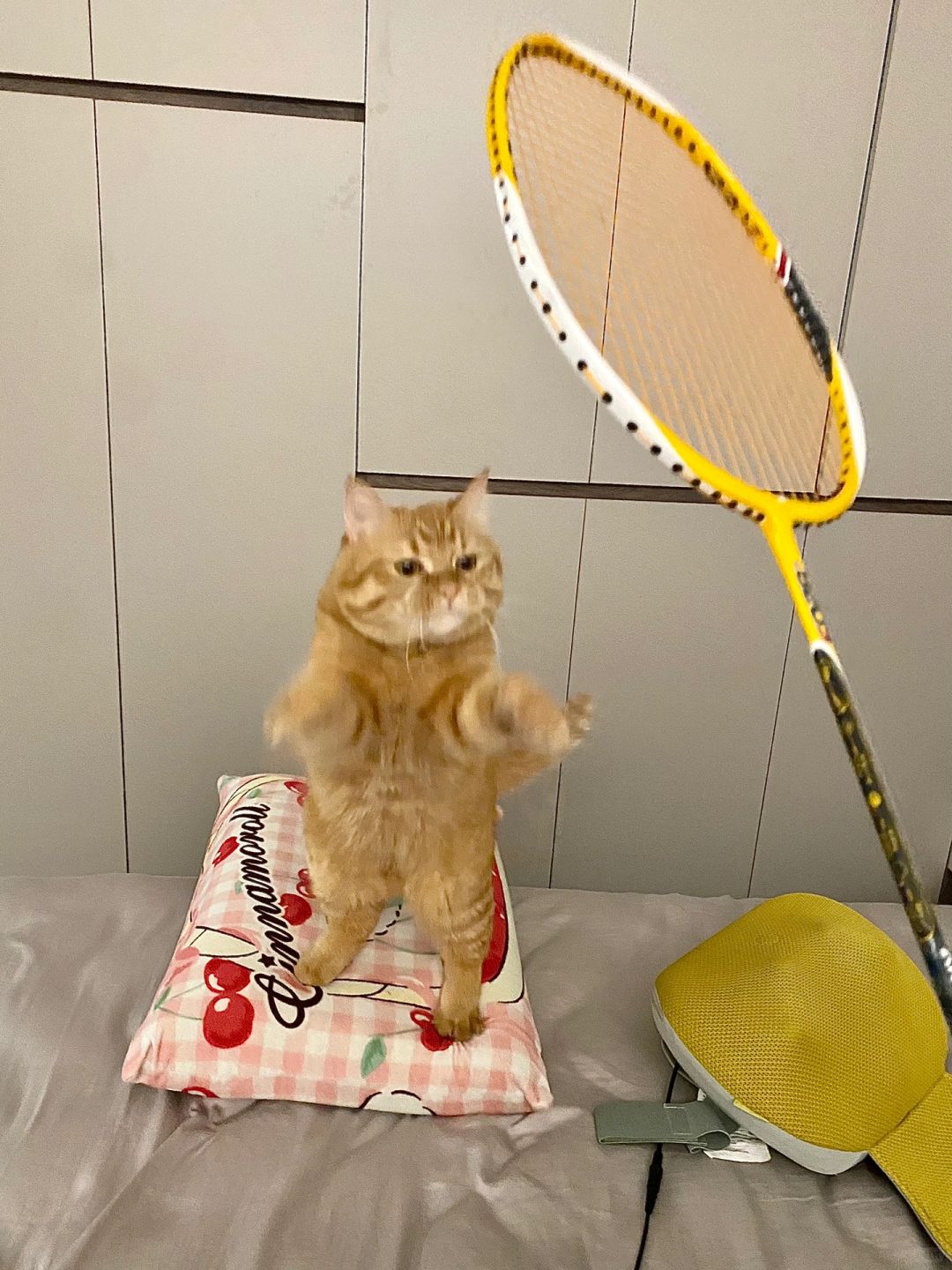 一张图证明和小猫关系很好