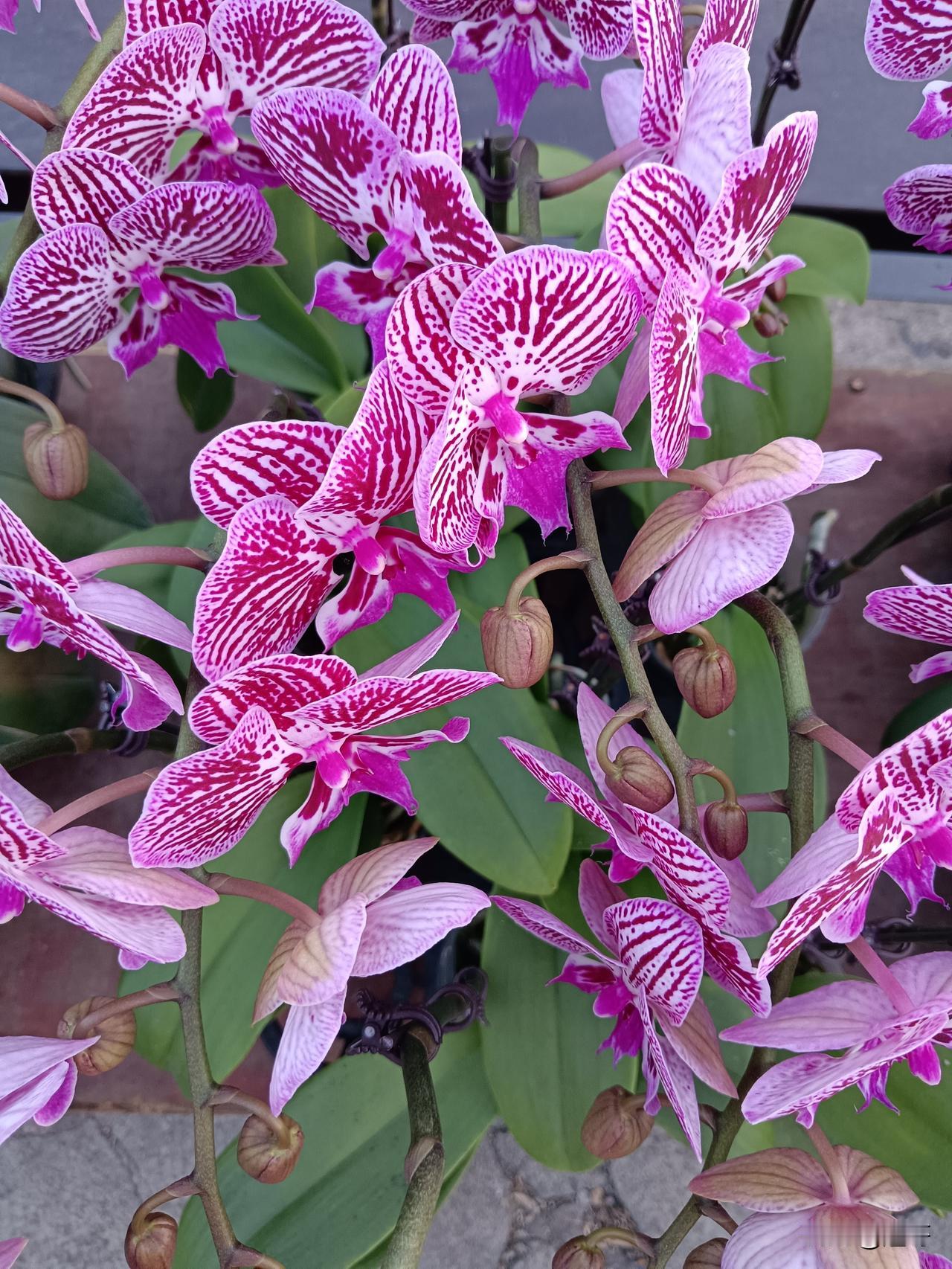 春风又绿江南岸，明月何时照我还。
柳早吐绿逢早春 五律.春阴 五律.春 春风的诗