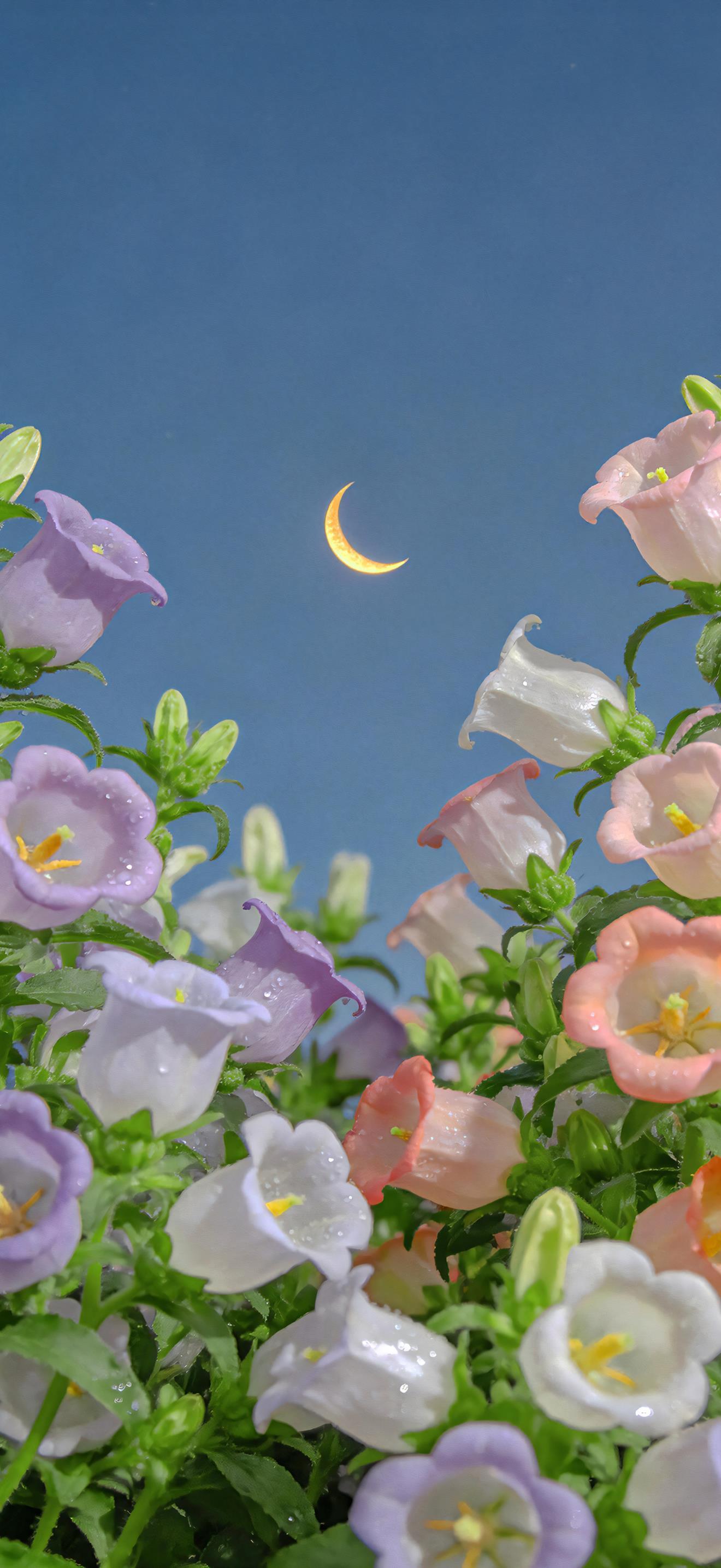 桃花  晚安💤 