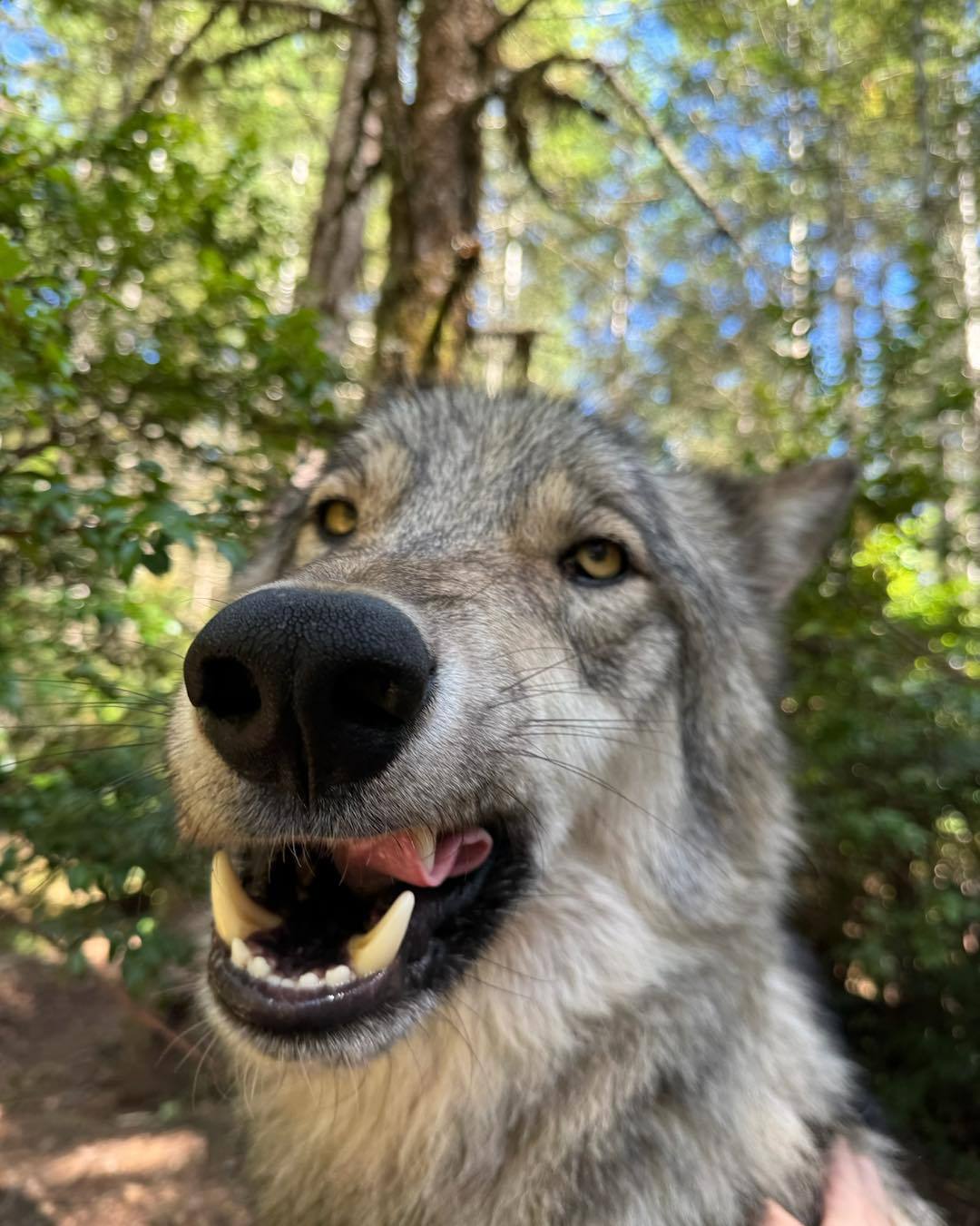 【Lumi】 狼  狼犬  犬科动物  卷舌——所属：Roam Wolfdog 