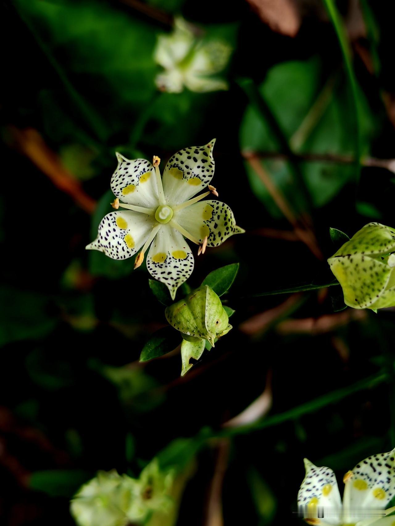 生活中，无名小野花处处可见，却总被人忽略。周末我在山王坪徒步，看到路边灿烂的带有
