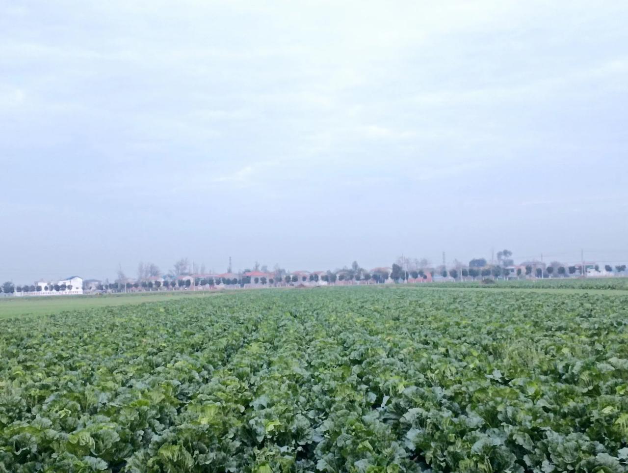 土地流转，互利互惠。
    这是河南省虞城县王集司法所潘寨村经过土地流转的土地