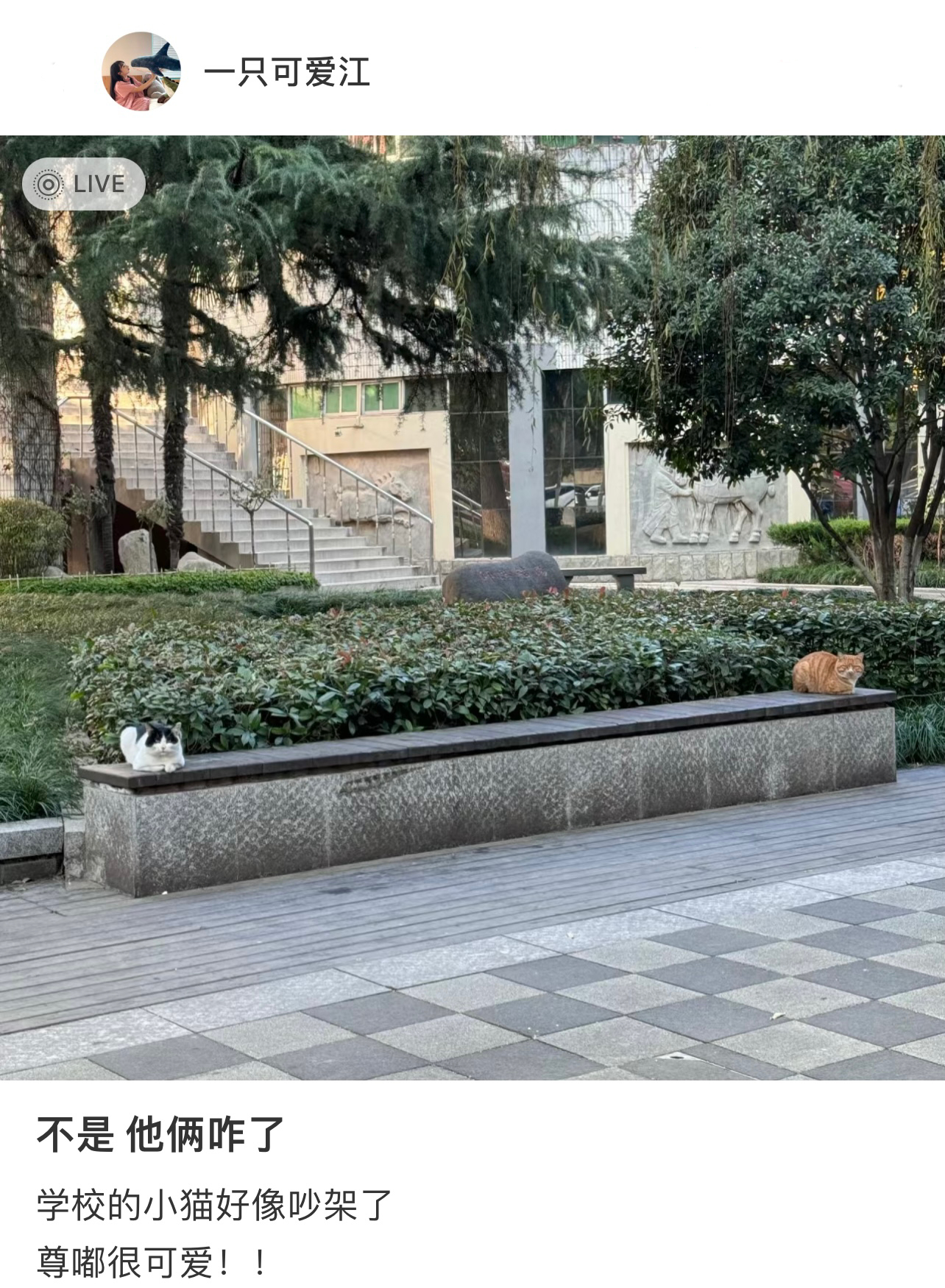 学校里的两只小猫好像吵架了真是好酣畅淋漓的一场冷战！ ​​​